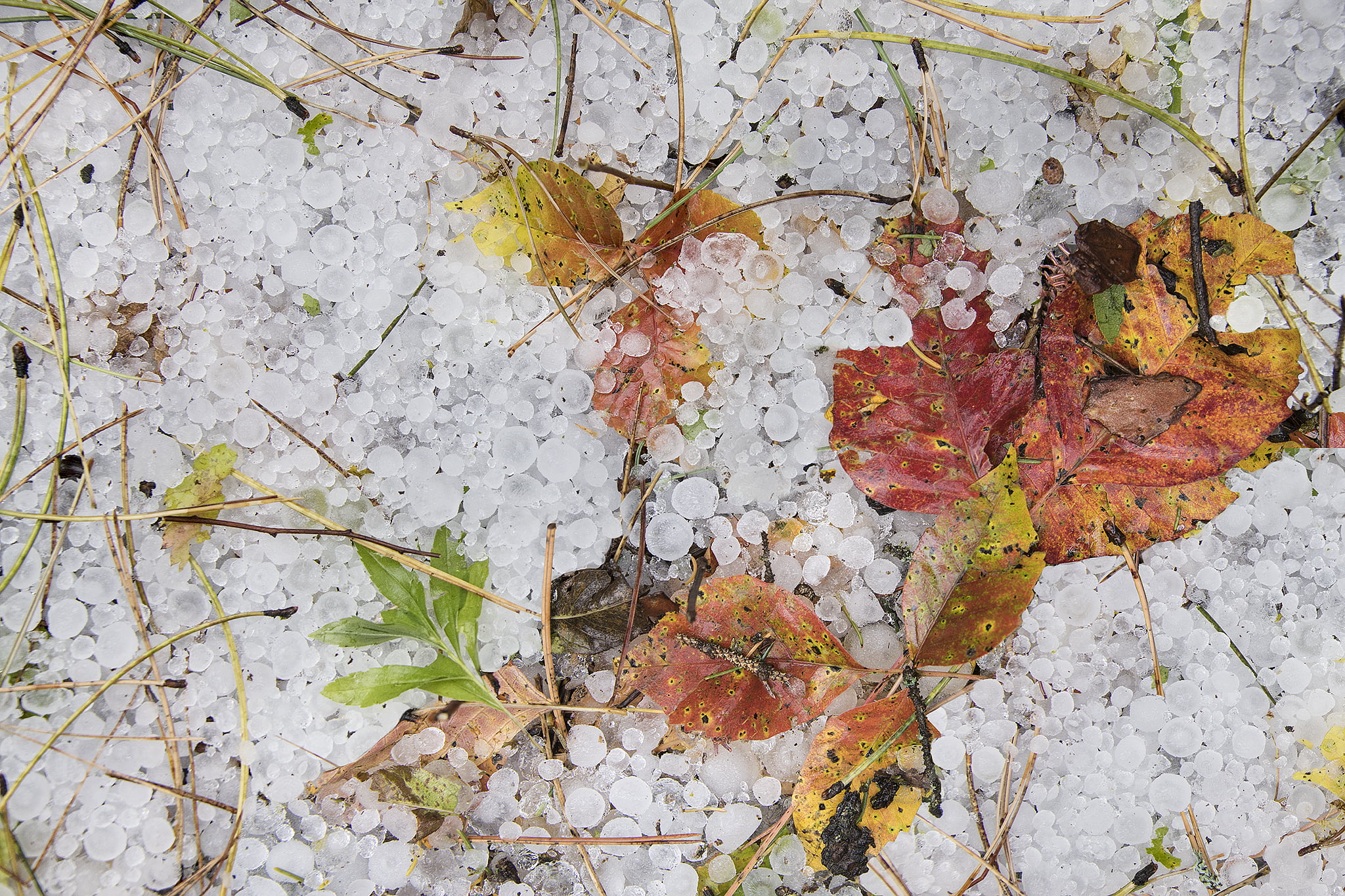 Hailstones with Fall Leaves