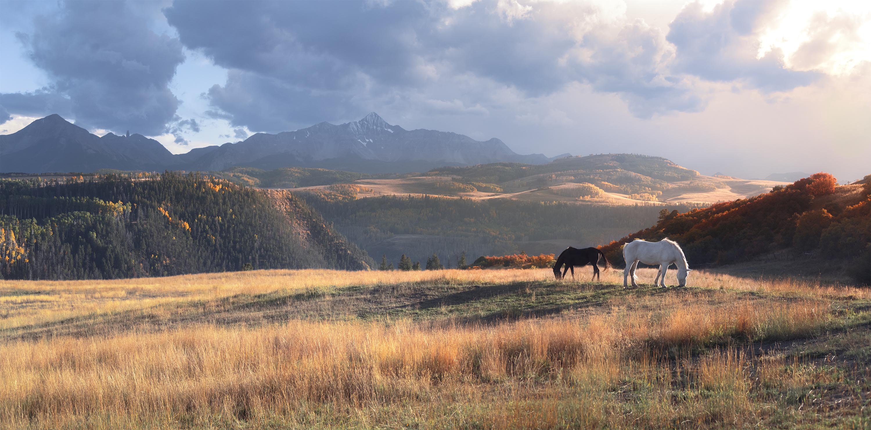 Picture of one black horse and one white horse pose in Colorado