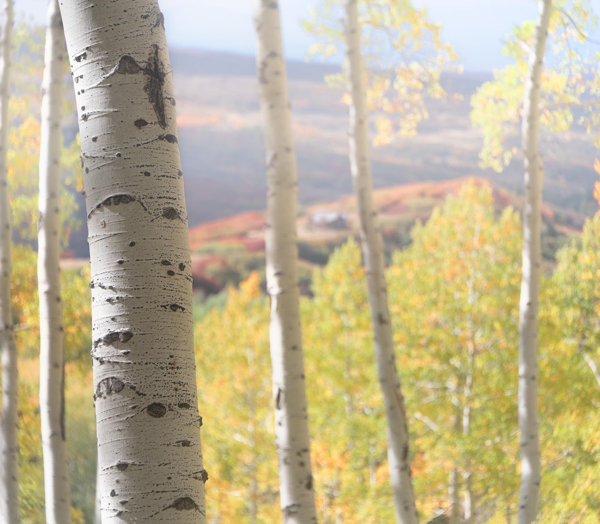 Aspen Trees and House