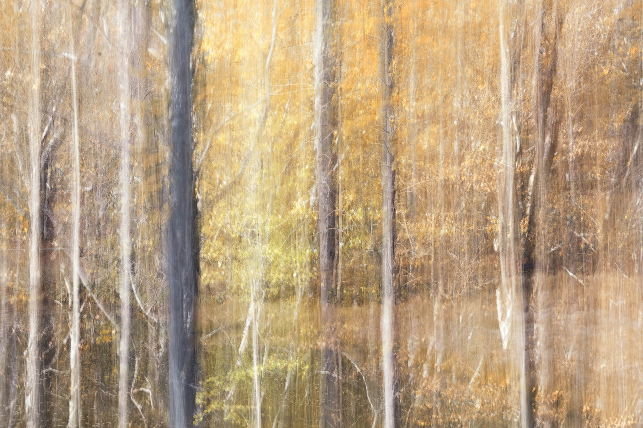 Impressionism Autumn Trees Picture