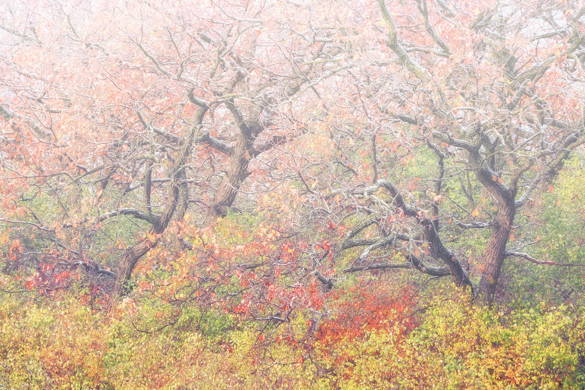 Fall trees with winter frost