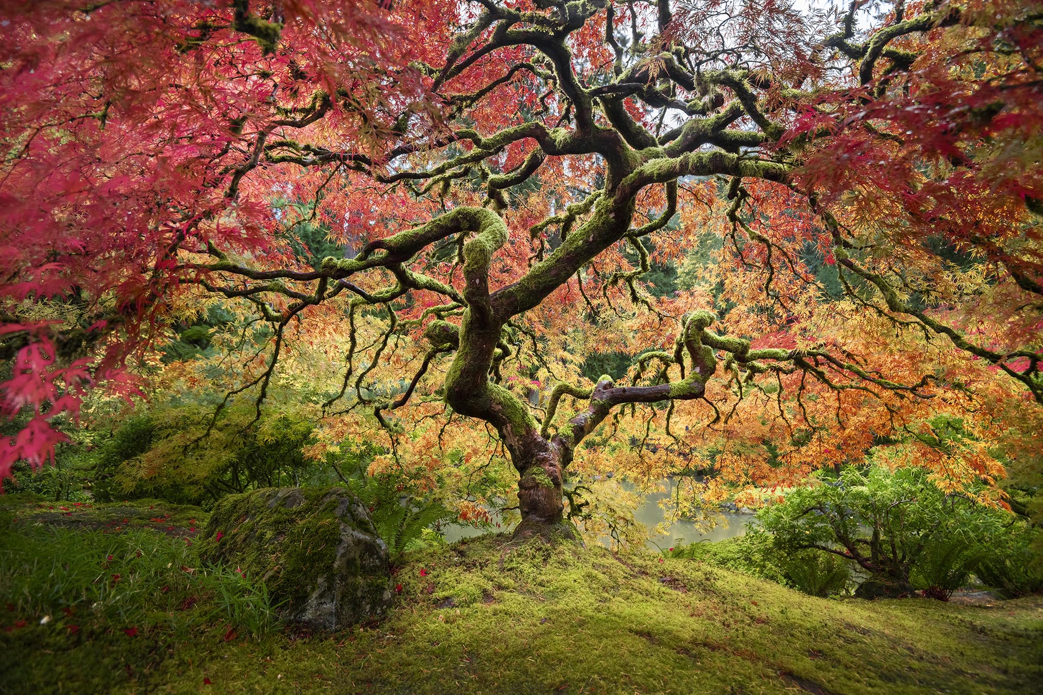 Japanese Maple Tree in Oregon