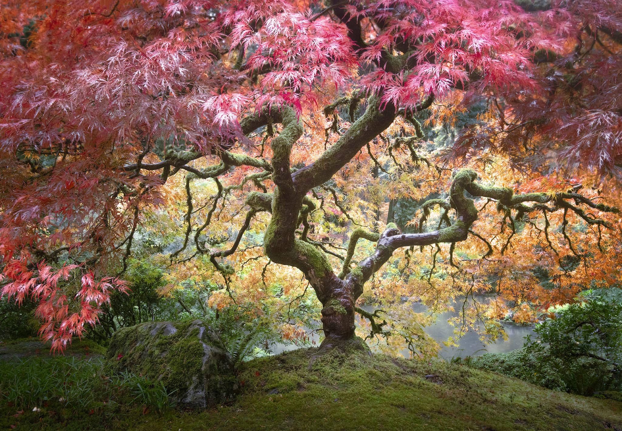 Colorful Japanese Maple Tree