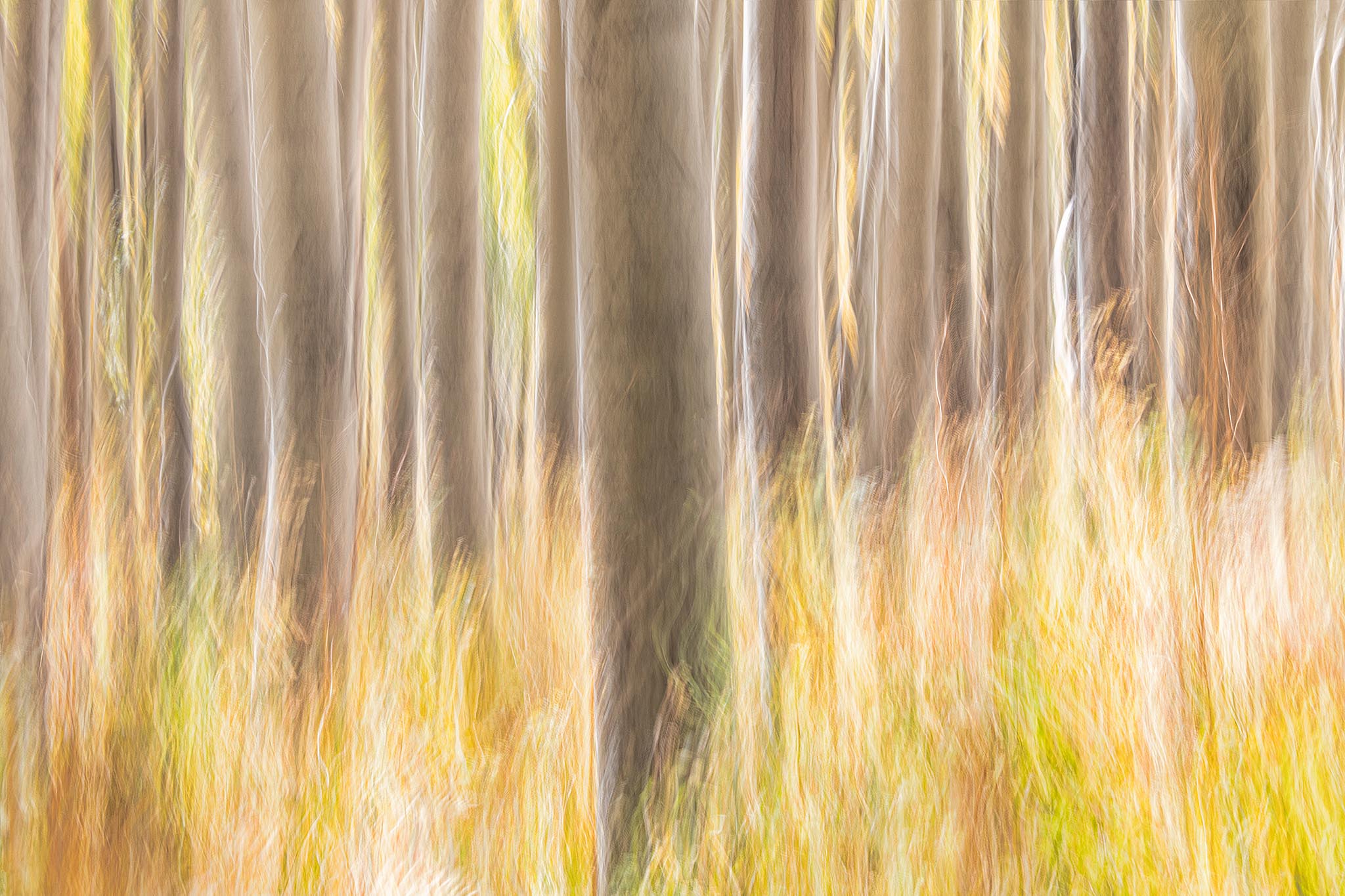 Abstract ICM Painterly Trees Picture
