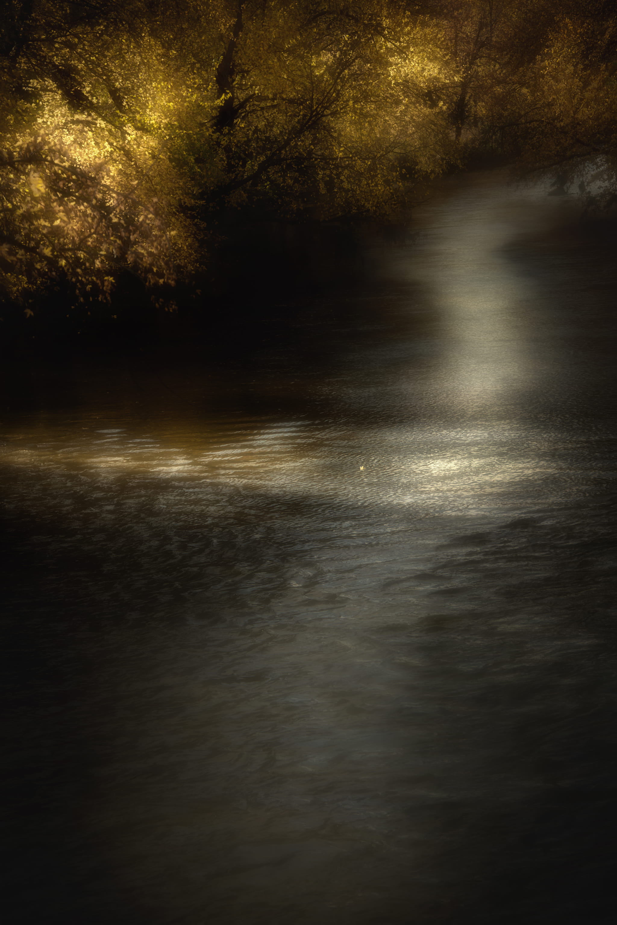 Leaf Floating in River