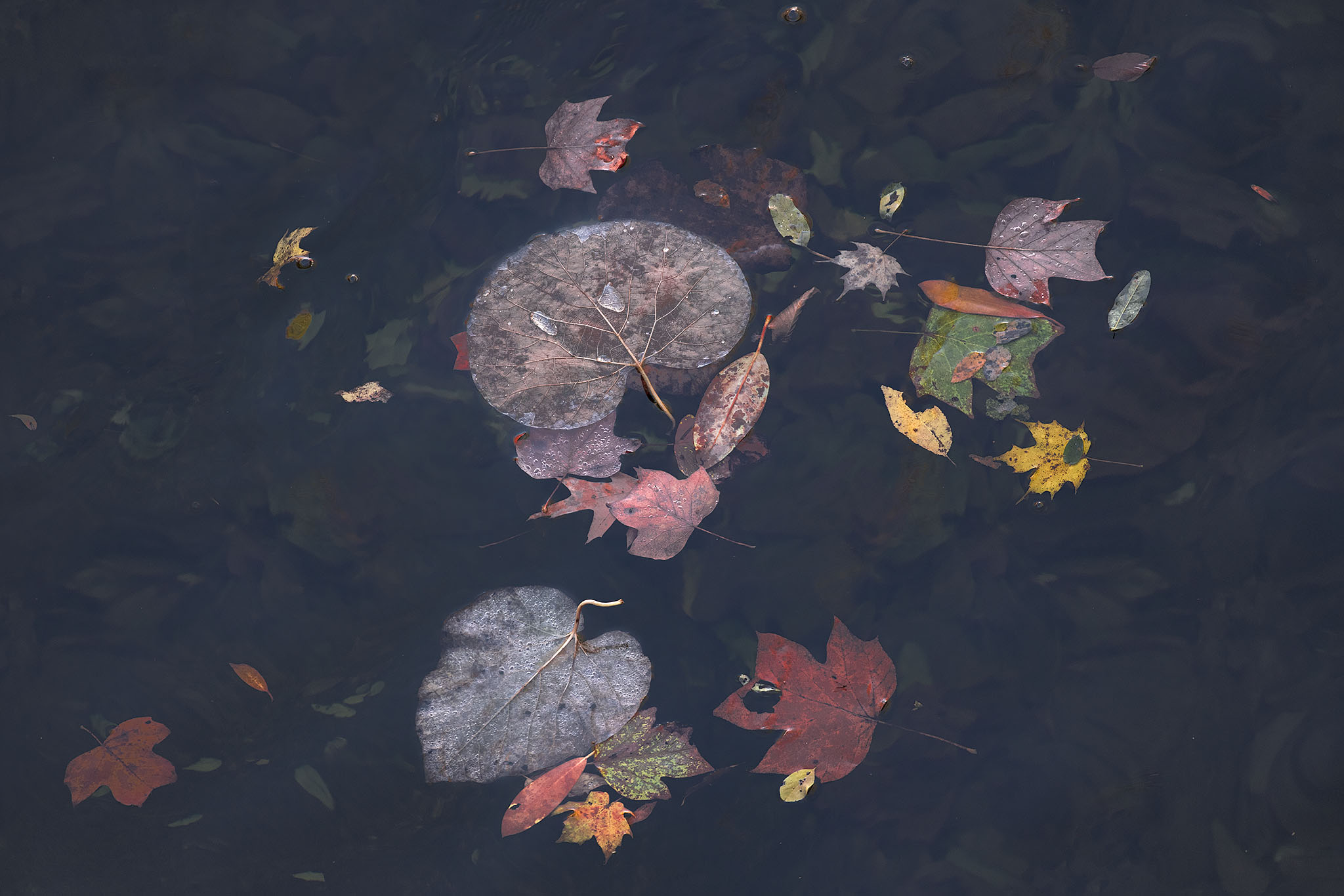 Colorful Leaves in Water