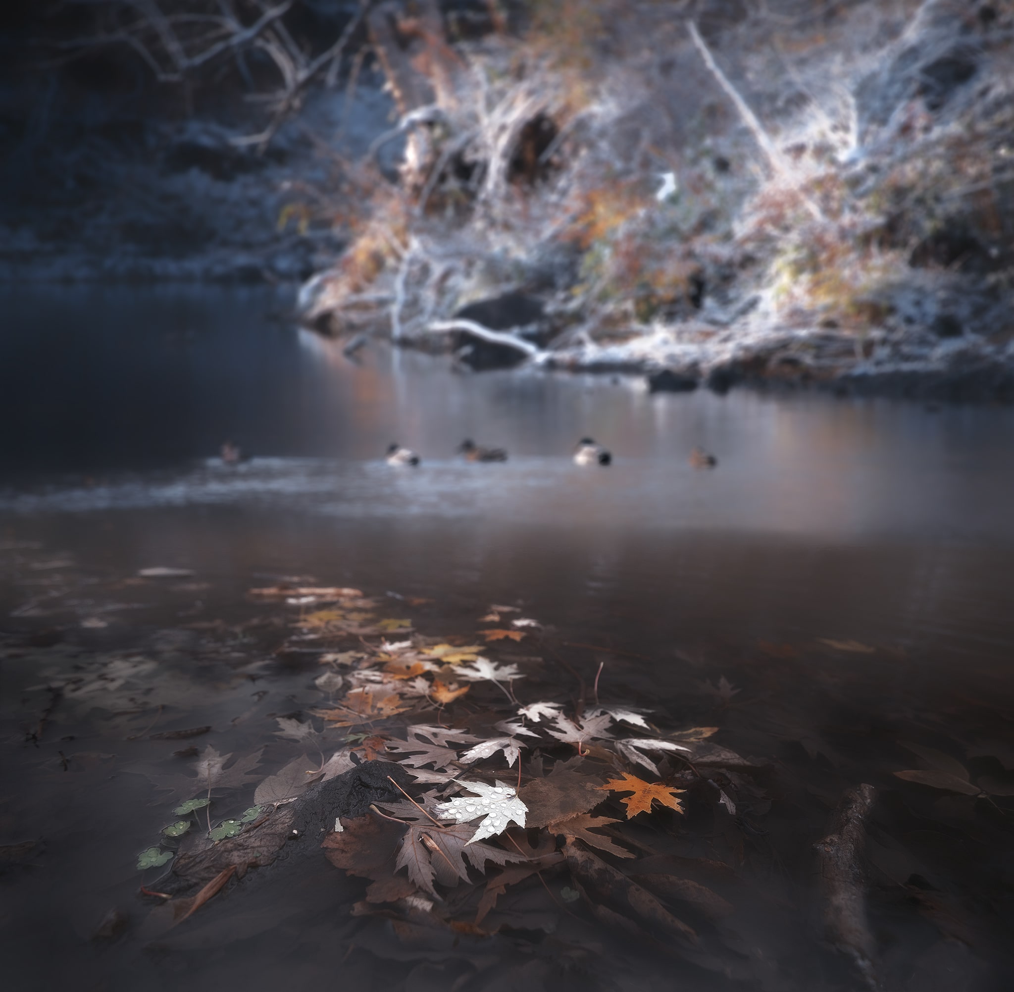 Fall leaves in water and winter