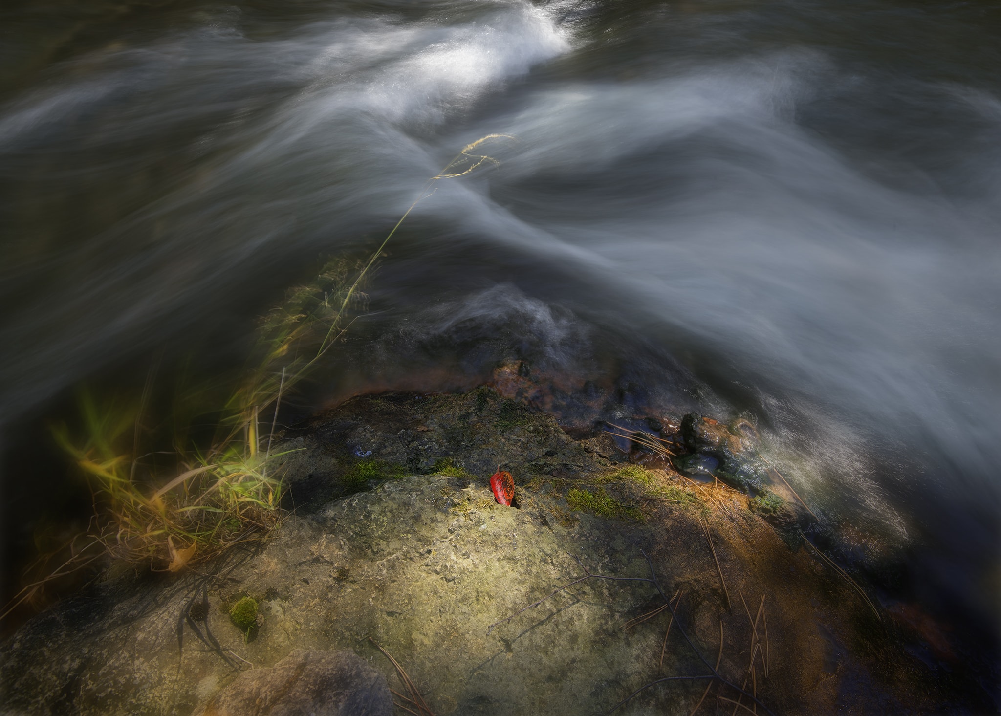 Red Leaf Near Stream