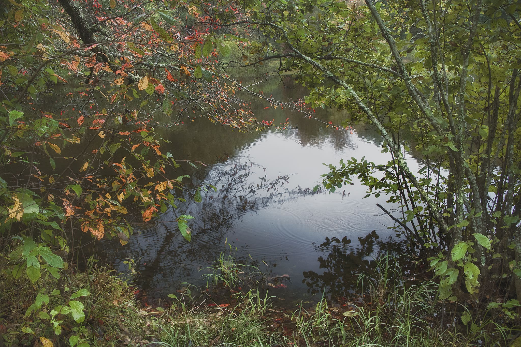 Water Droplets in Pond