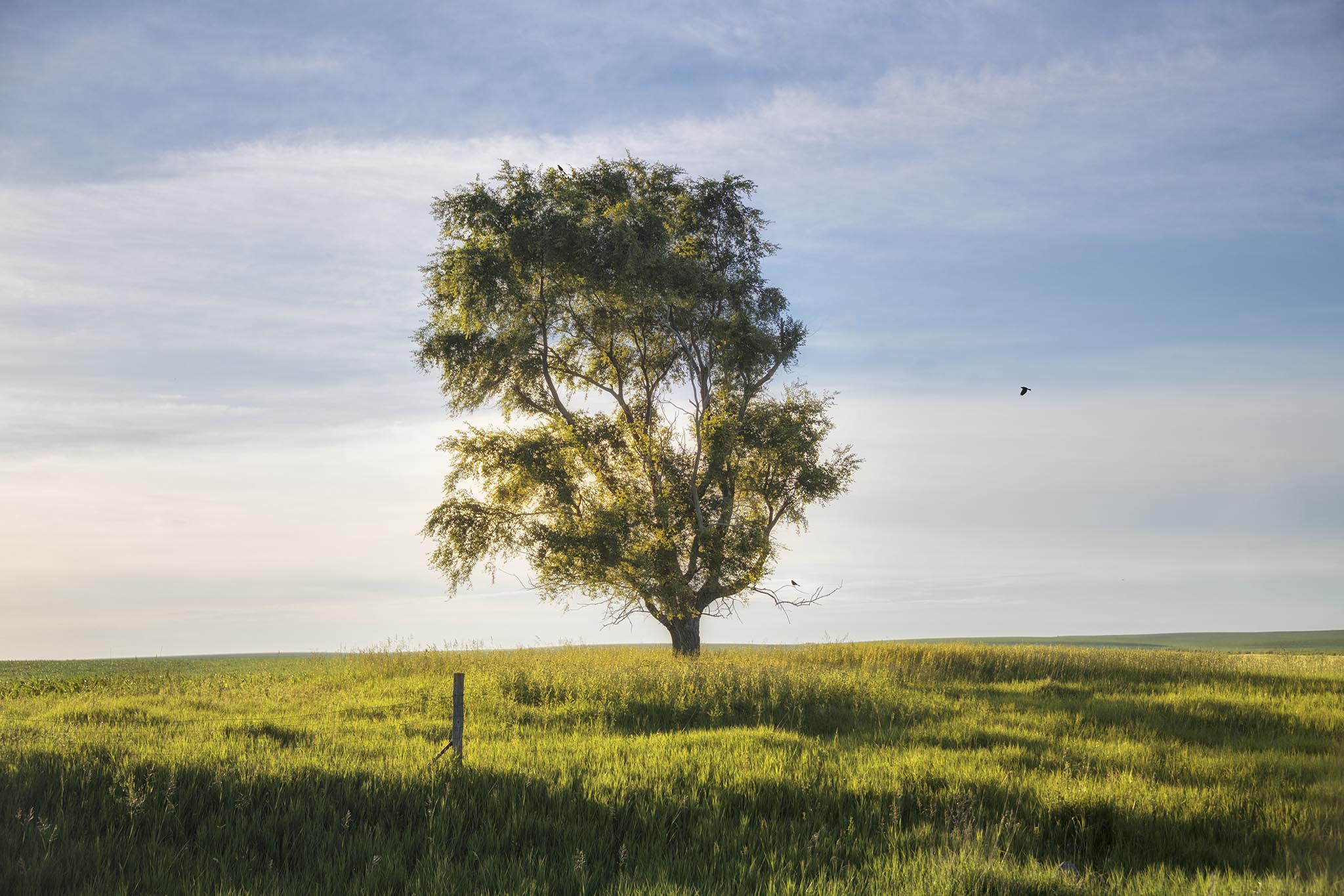 Green Tree in Green Field