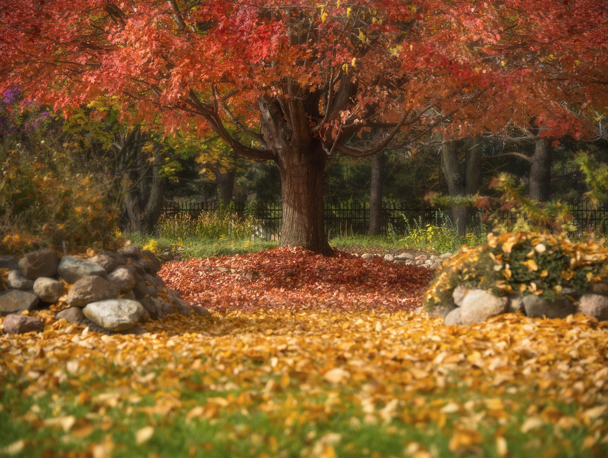 Autumn Tree