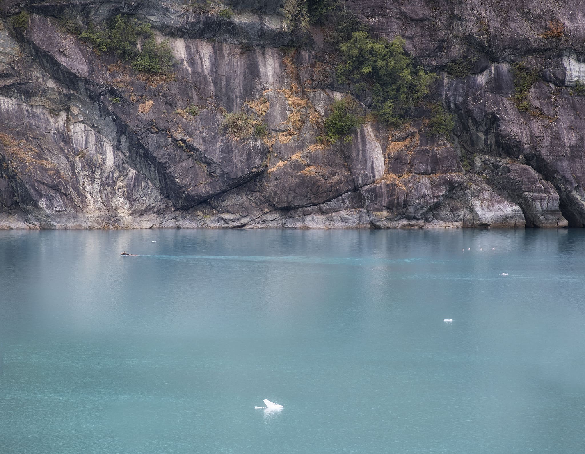 Moose swimming in Alaska Glacier Bay