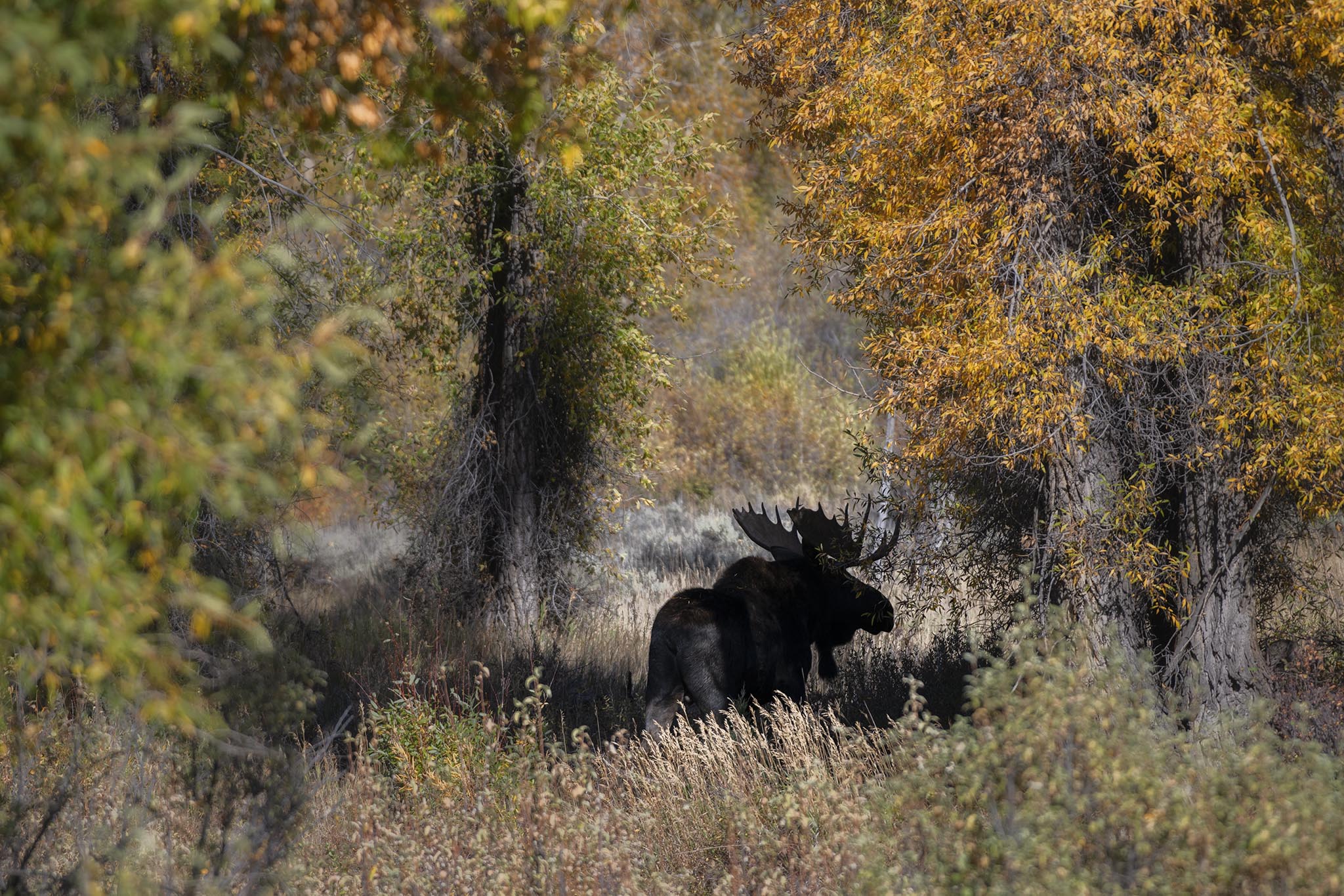 Moose at Grand Teton National Park