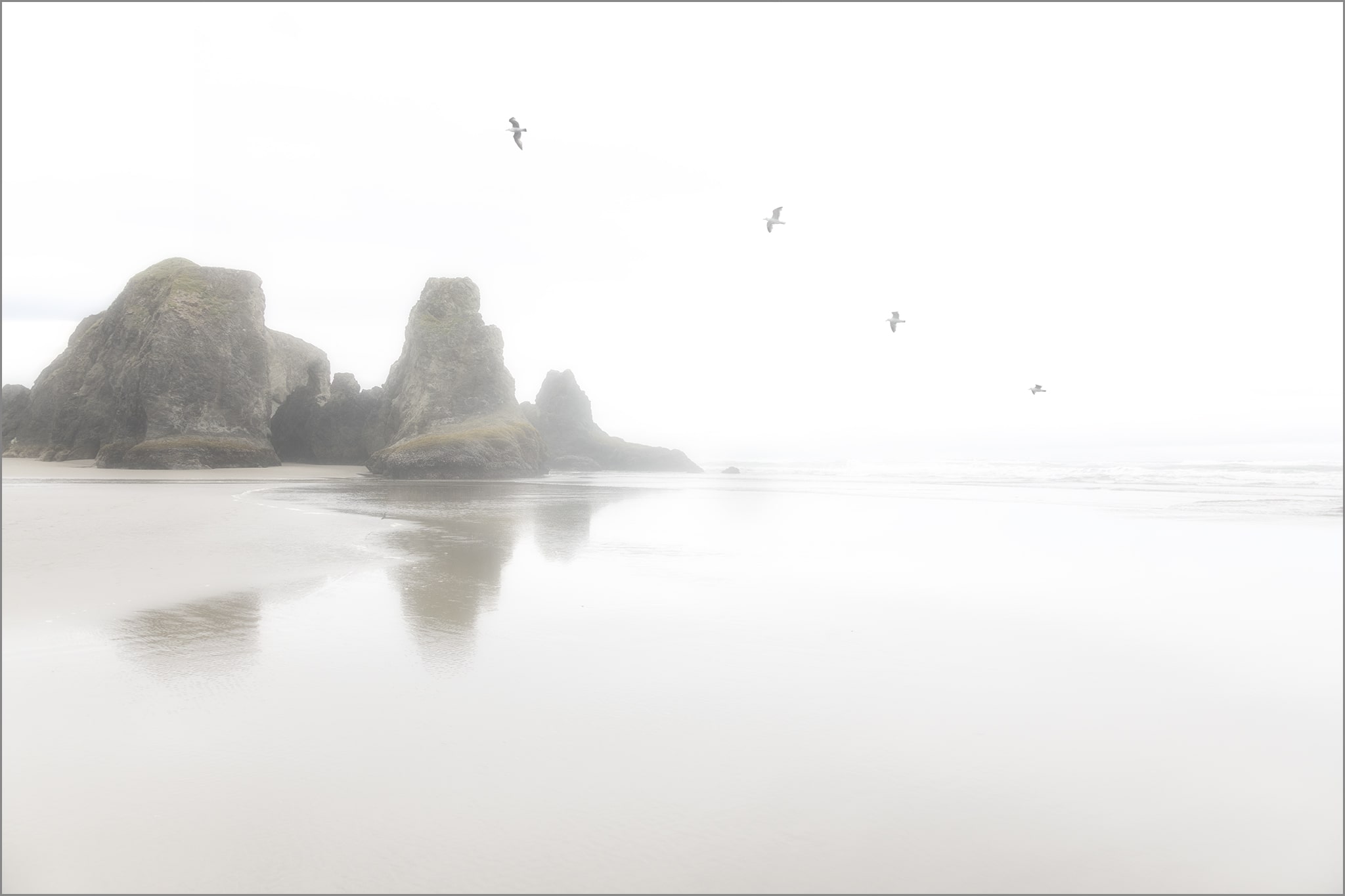 Birds Flying on Shore - Minimalist Photography