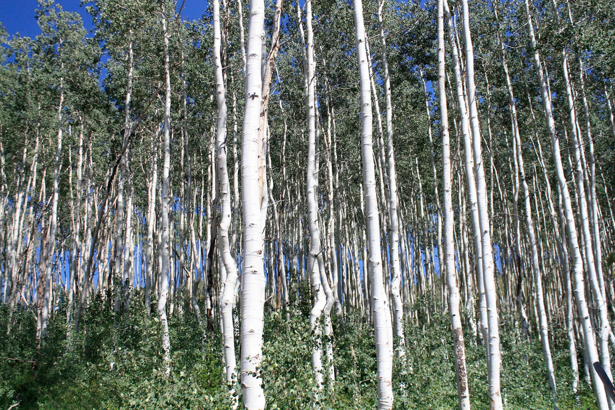 Salt Lake City Trees