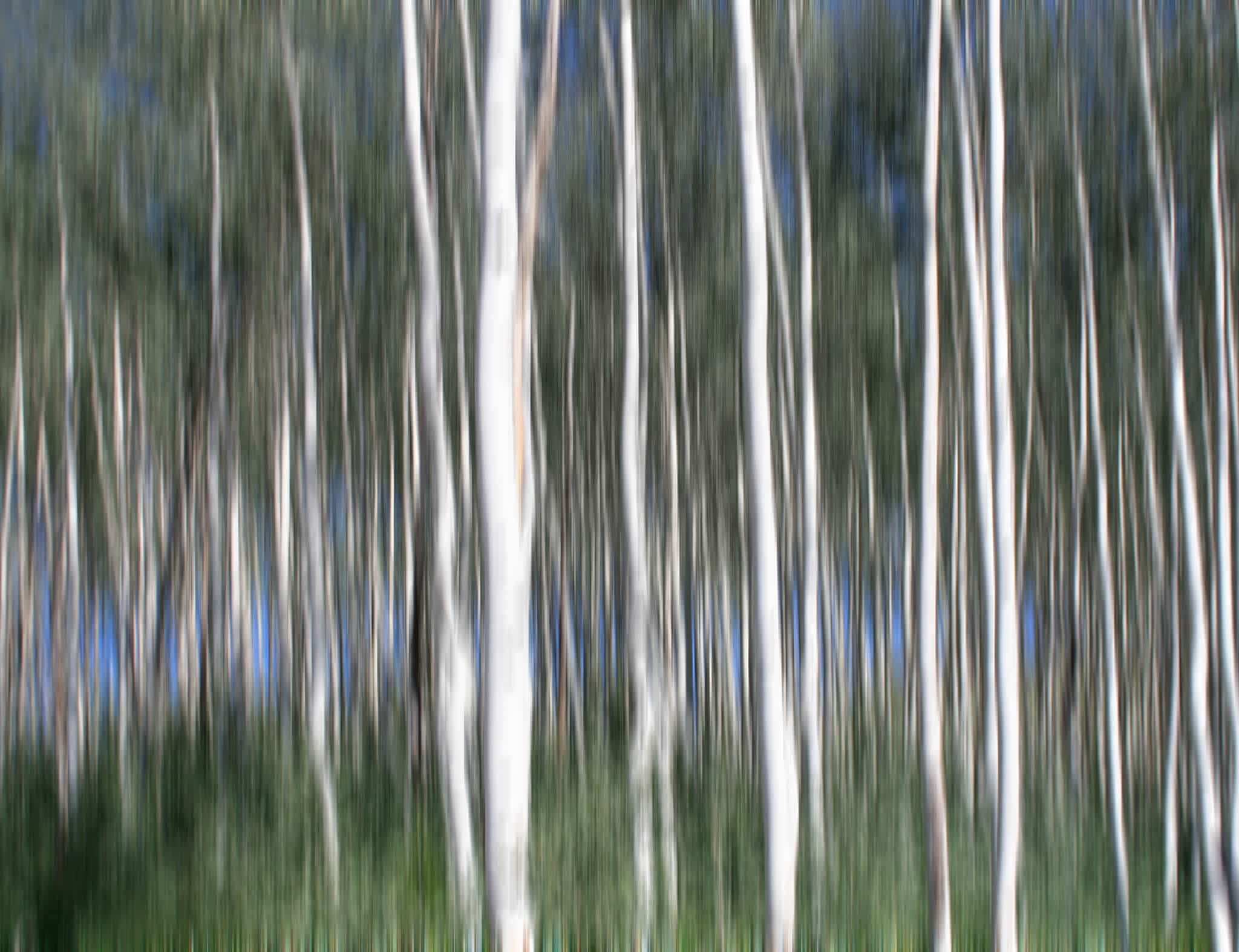 Blurred Trees