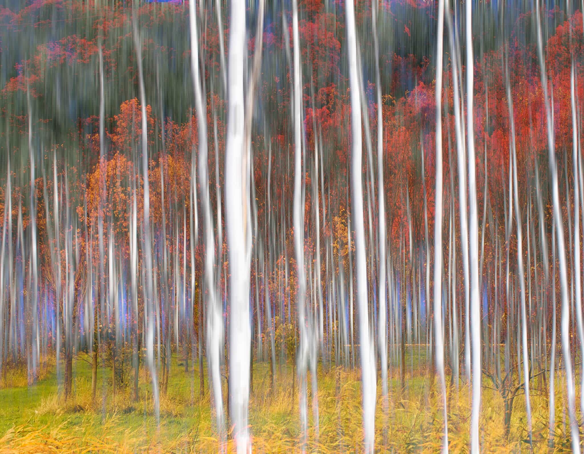 Blurred Trees with Fall Foliage