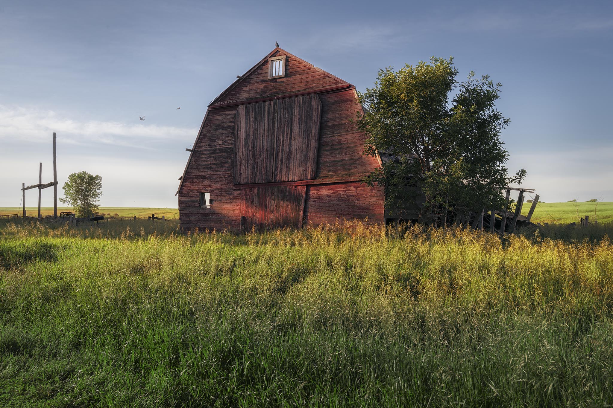 Old red barn with birds picture