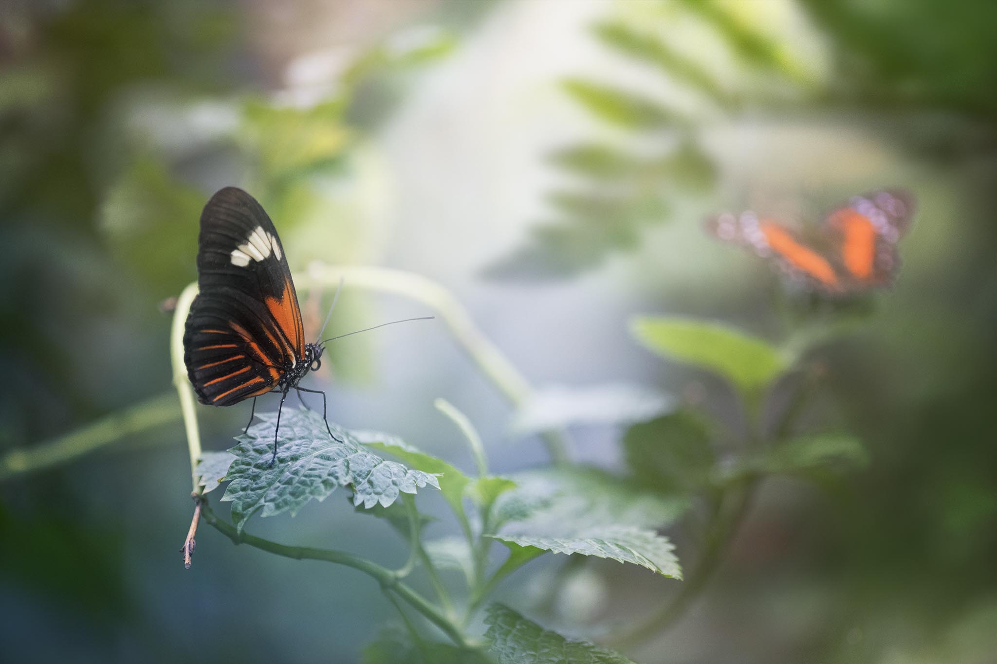 Two orange butterflies