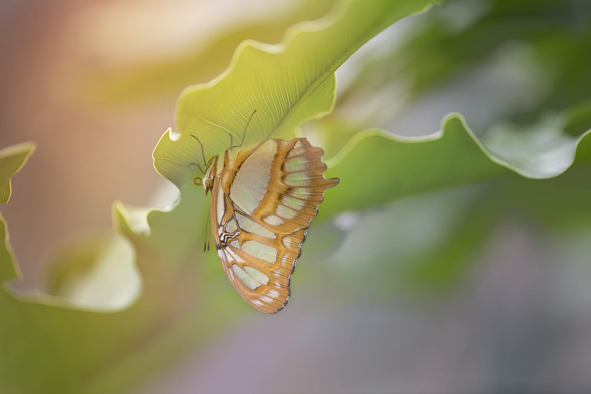 Green & Brown Butterfly