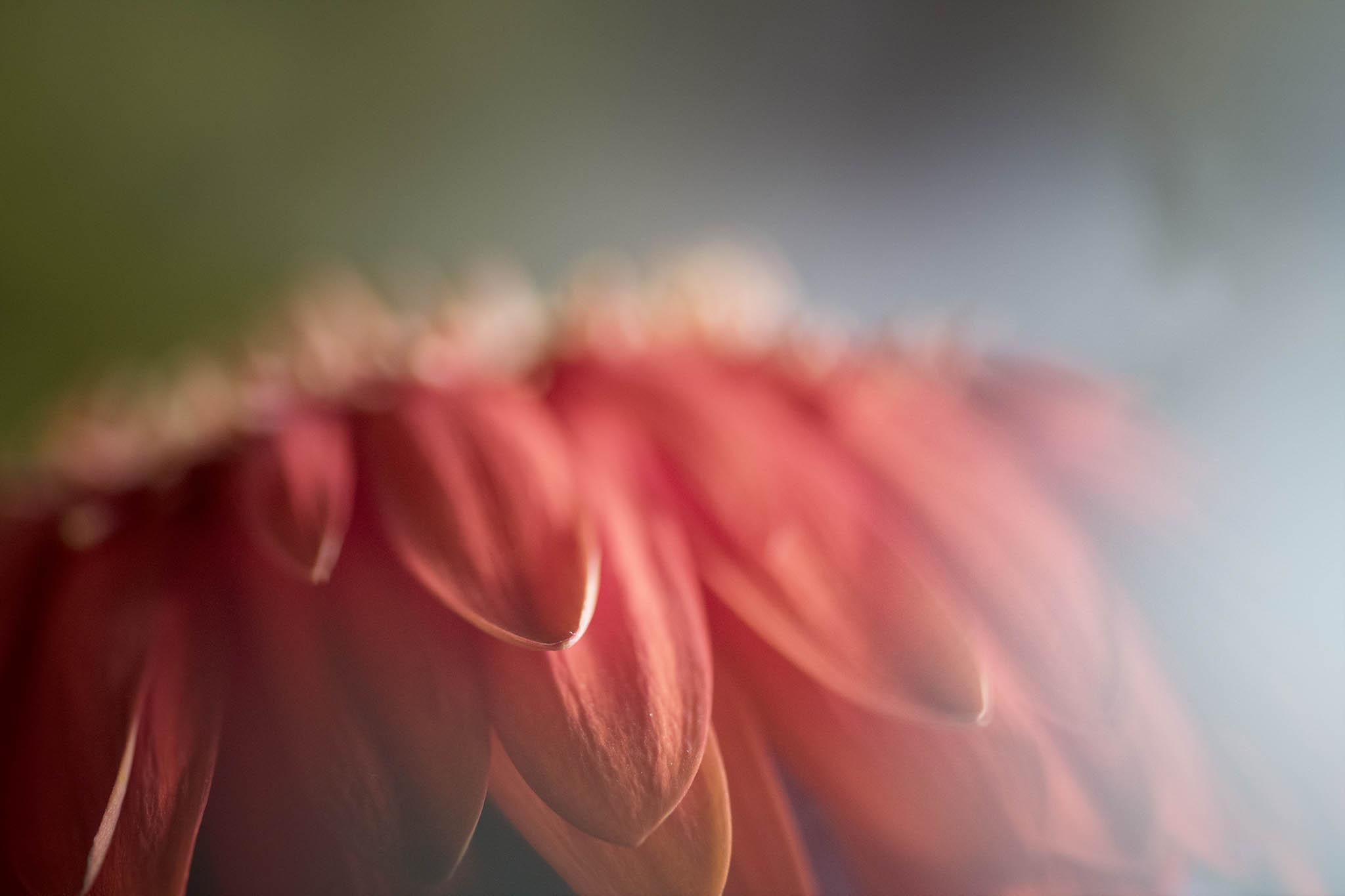 Gerby Daisy in warm sunlight