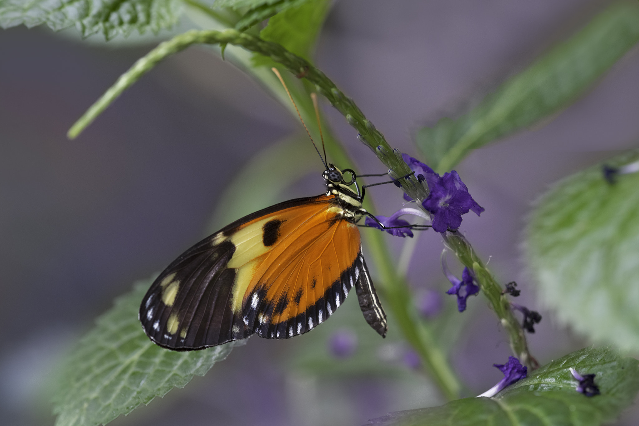 Orange Butterfly