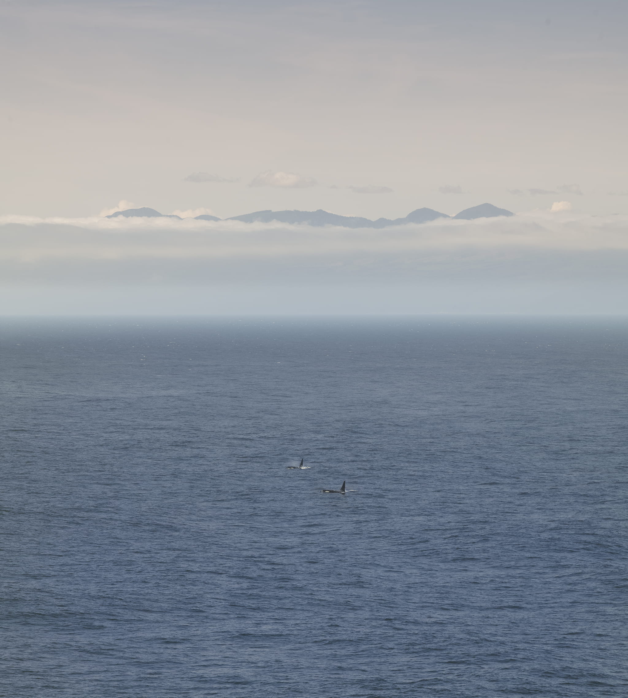 Orca whales in open water