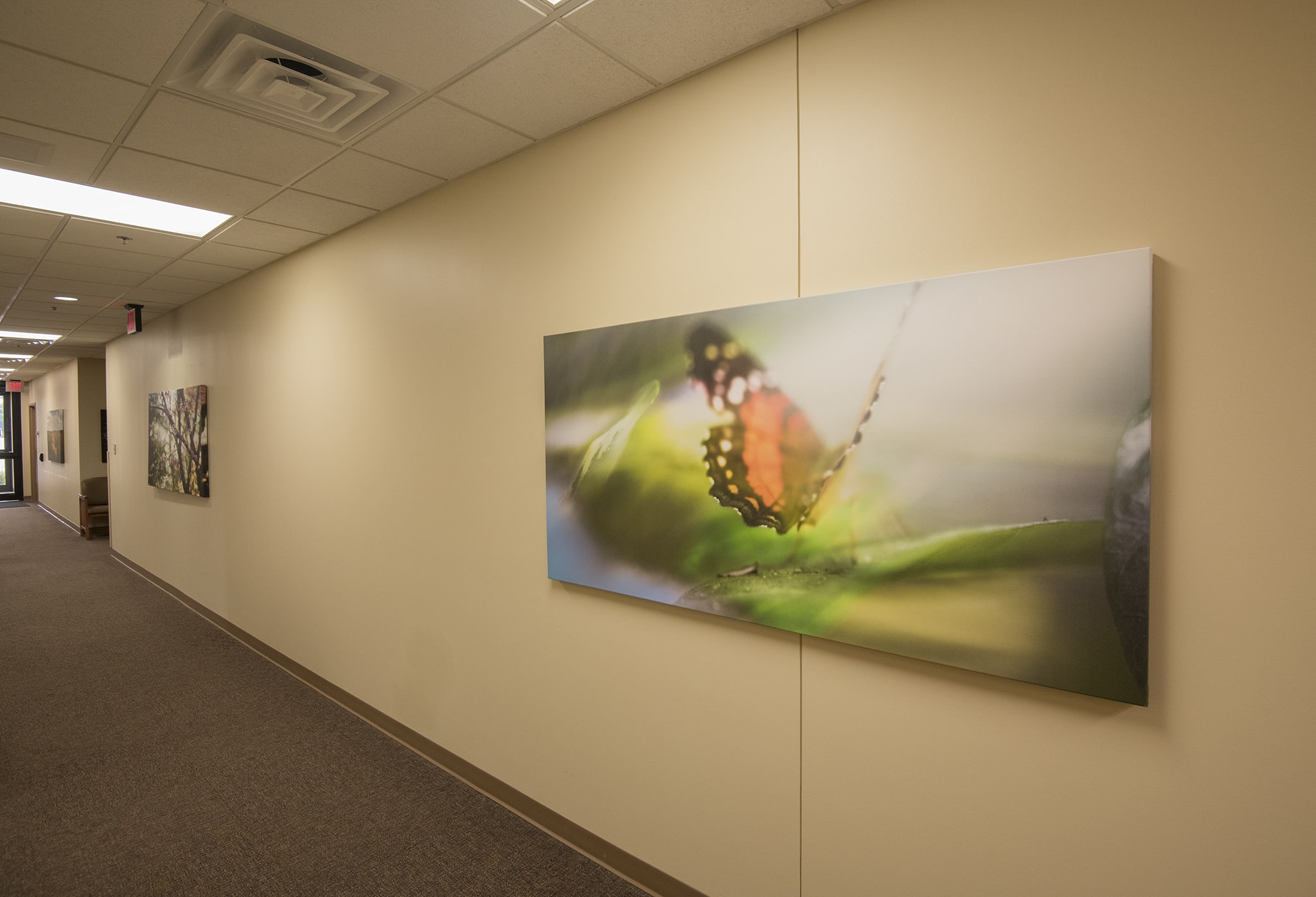 Butterfly Artwork in Hall