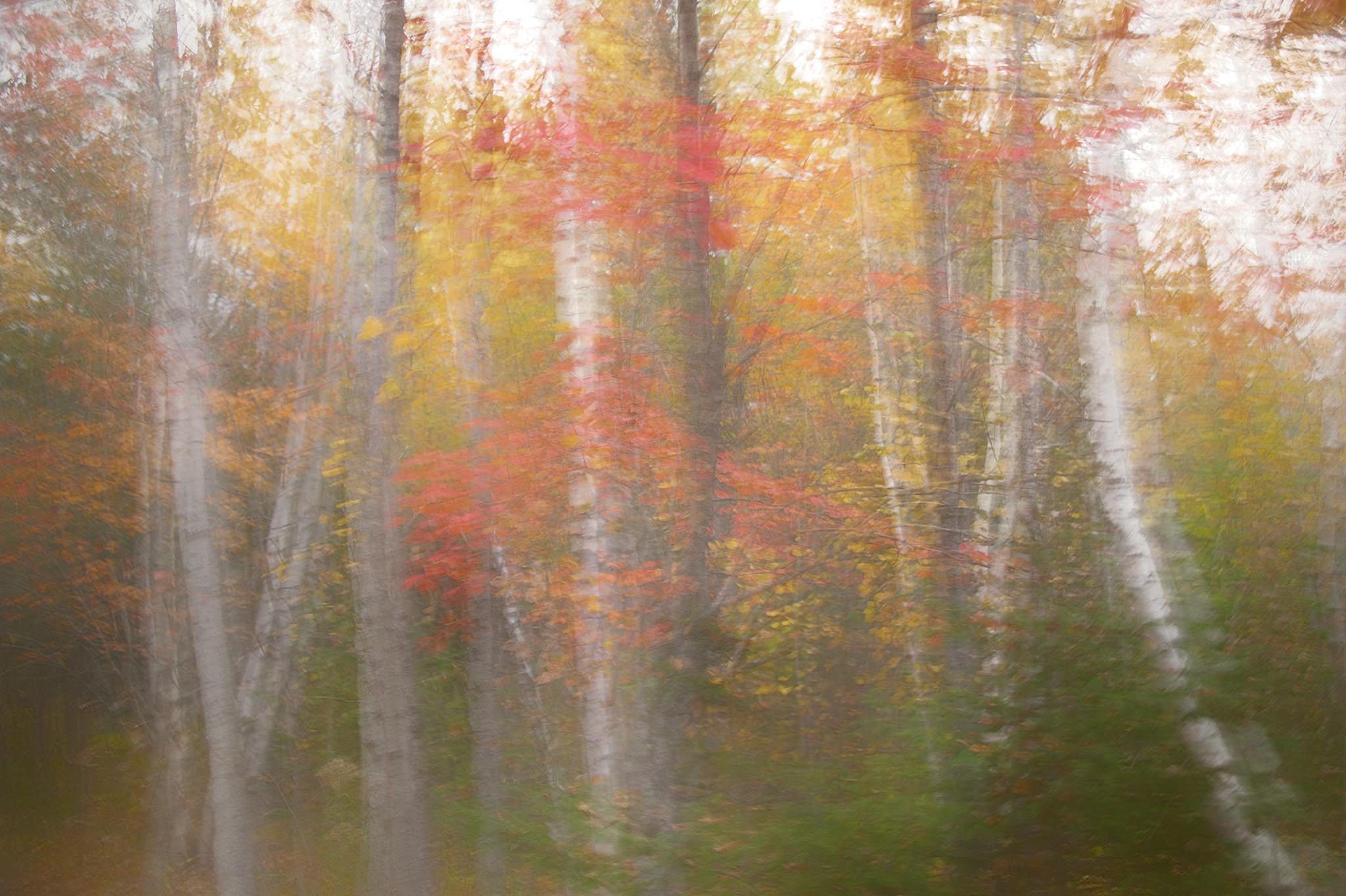 Abstract Autumn Picture of Trees