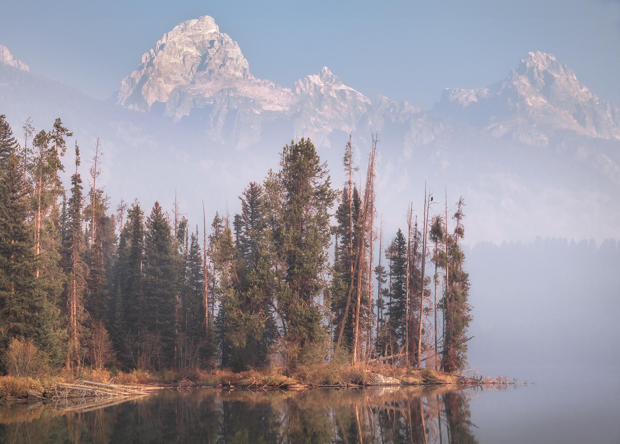 Bird at Taggert Lake