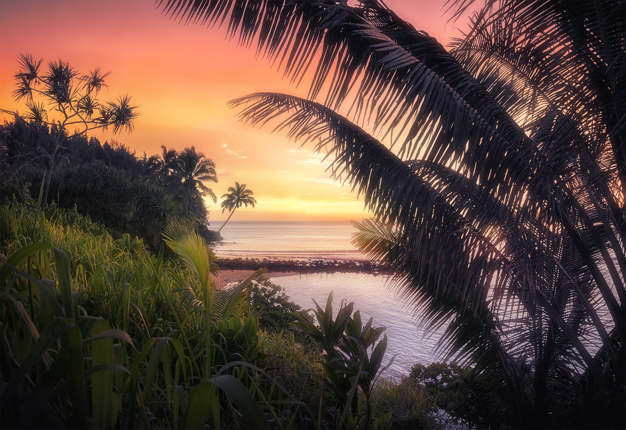 Picture of Palm Tree Sunset