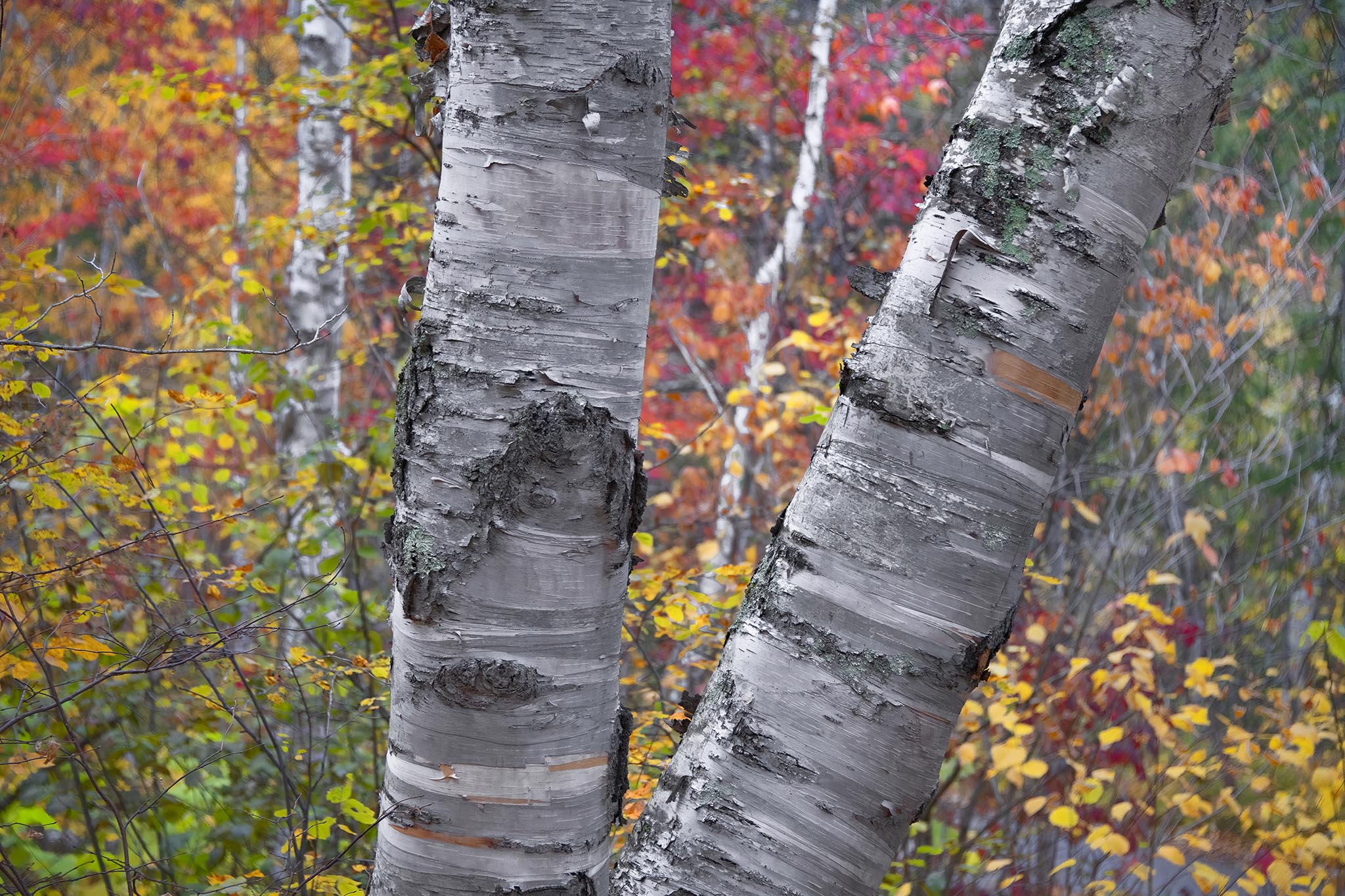Trees with Colorful Fall Foliage Surrounding Them