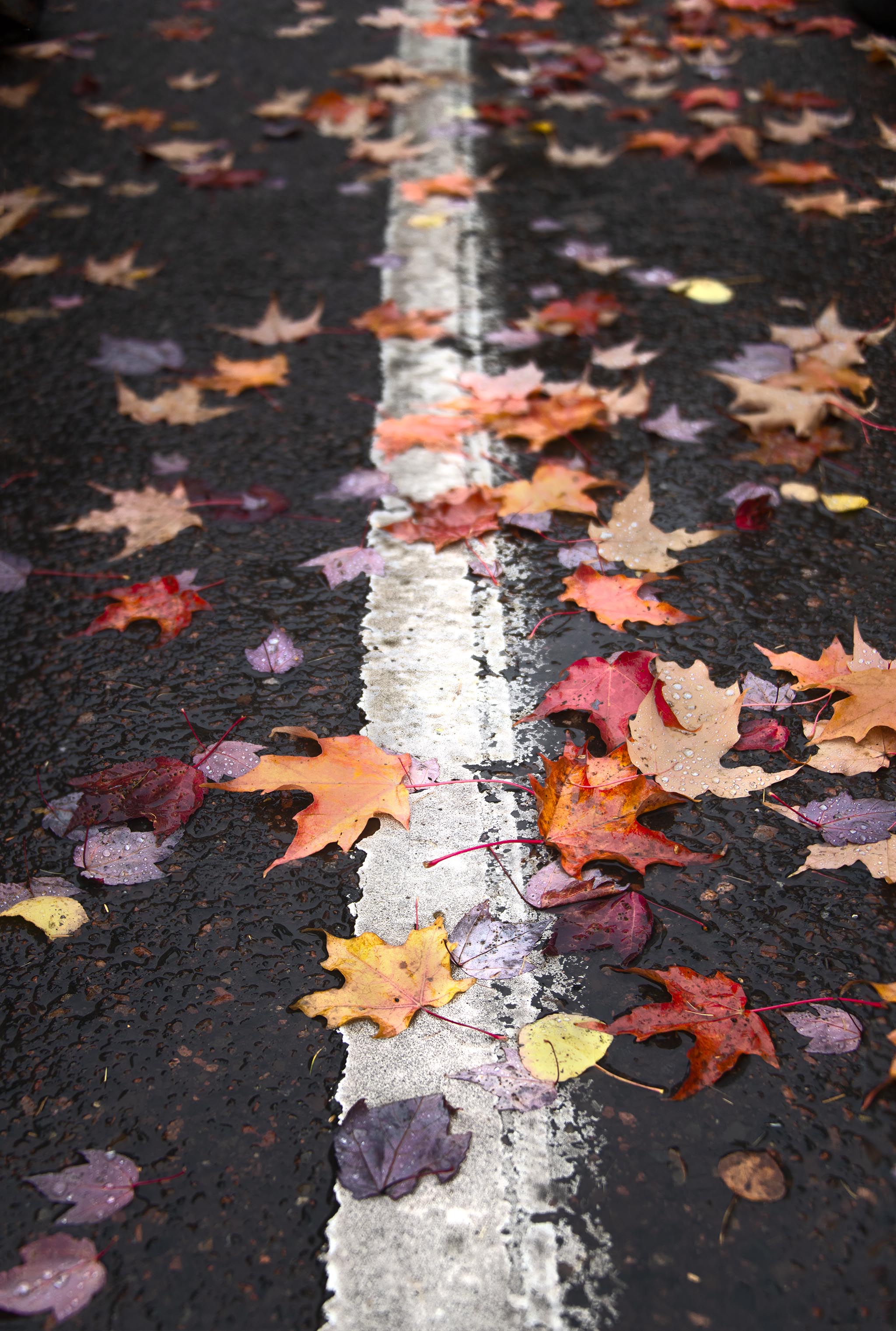 Colorful Leaves on Ground 