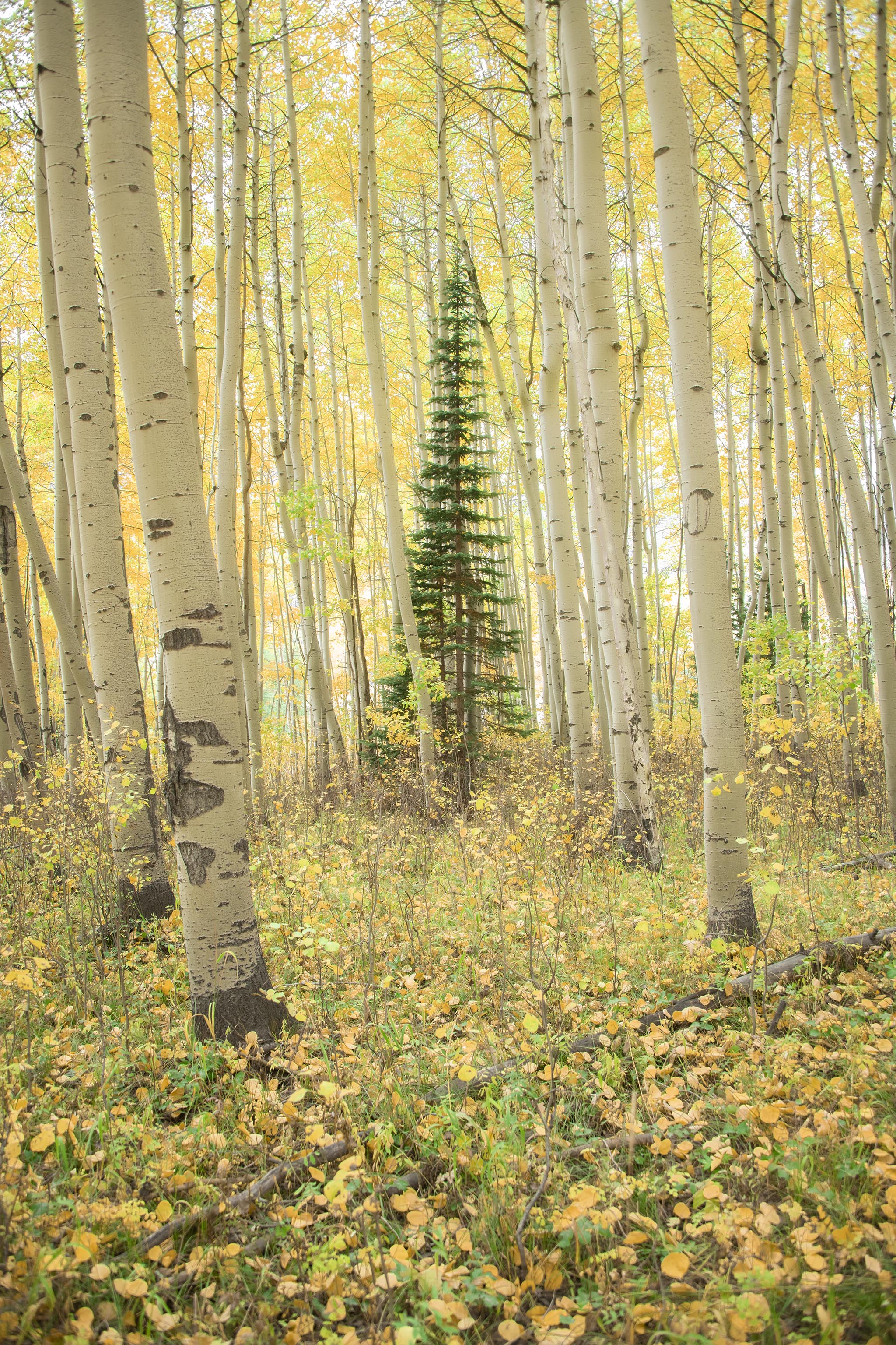 Pine Tree Among Aspen Grove Picture