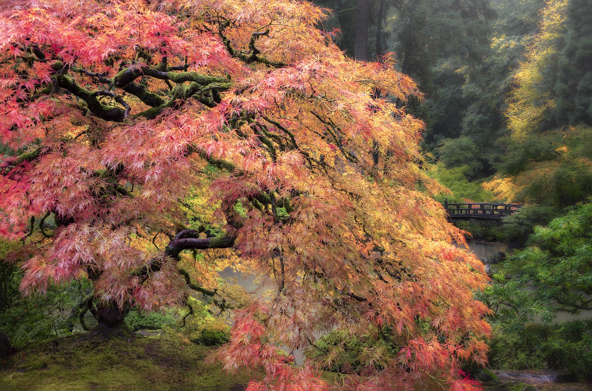Side Profile of Japanese Maple in the Garden