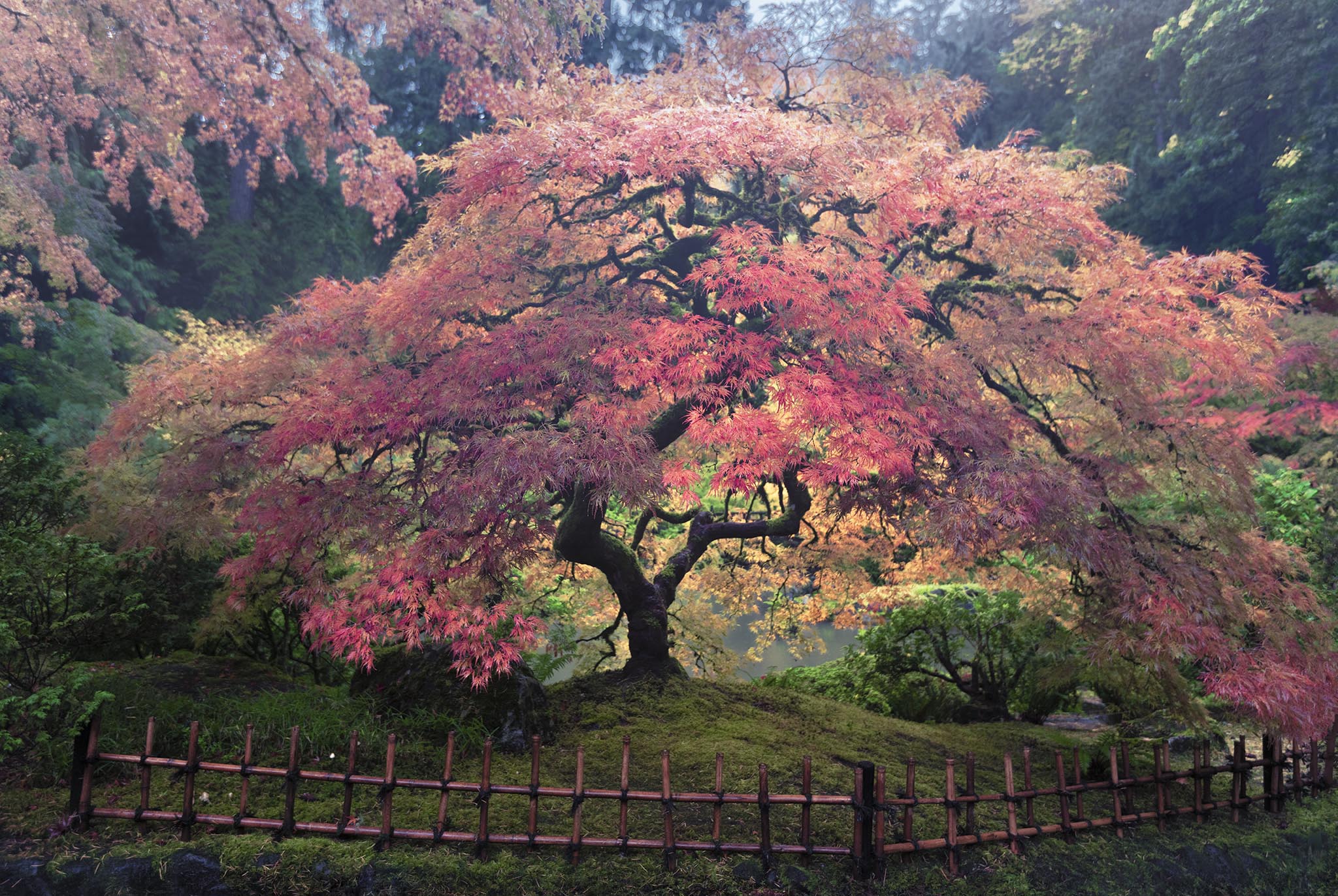 Japanese Maple at Portland Japanese Garden