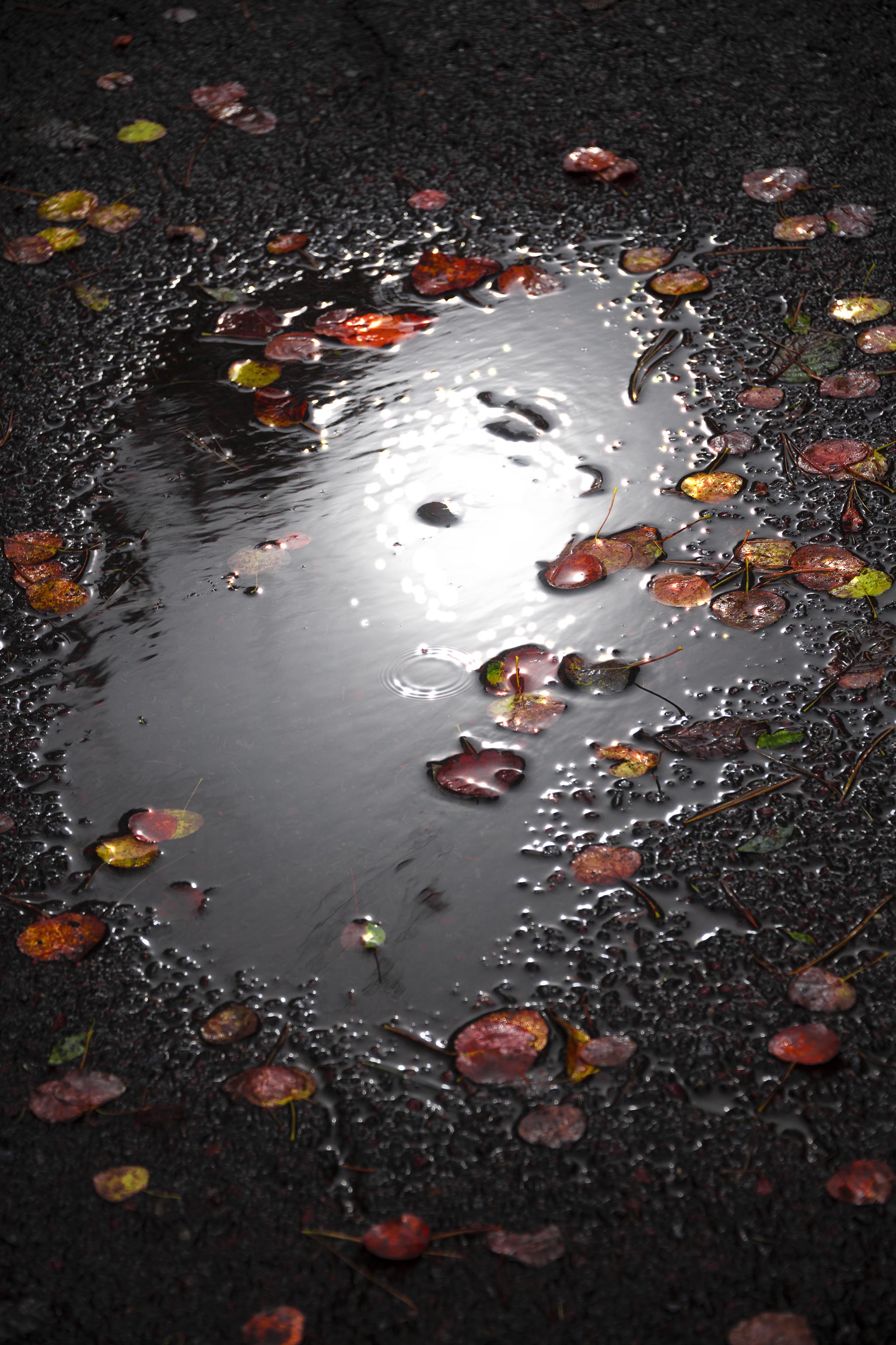 Colorful leaves surround a puddle