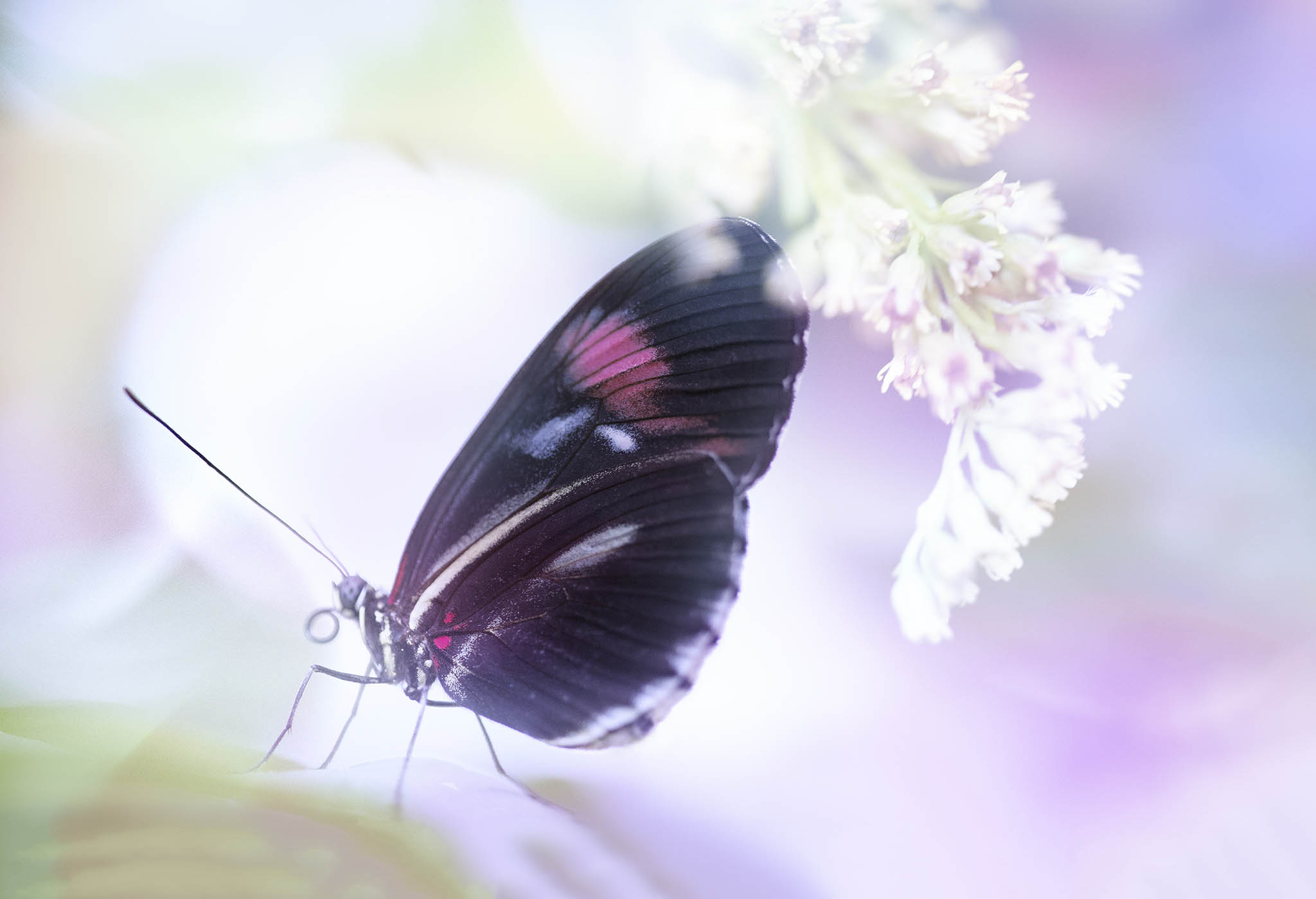 Black & Pink Butterfly