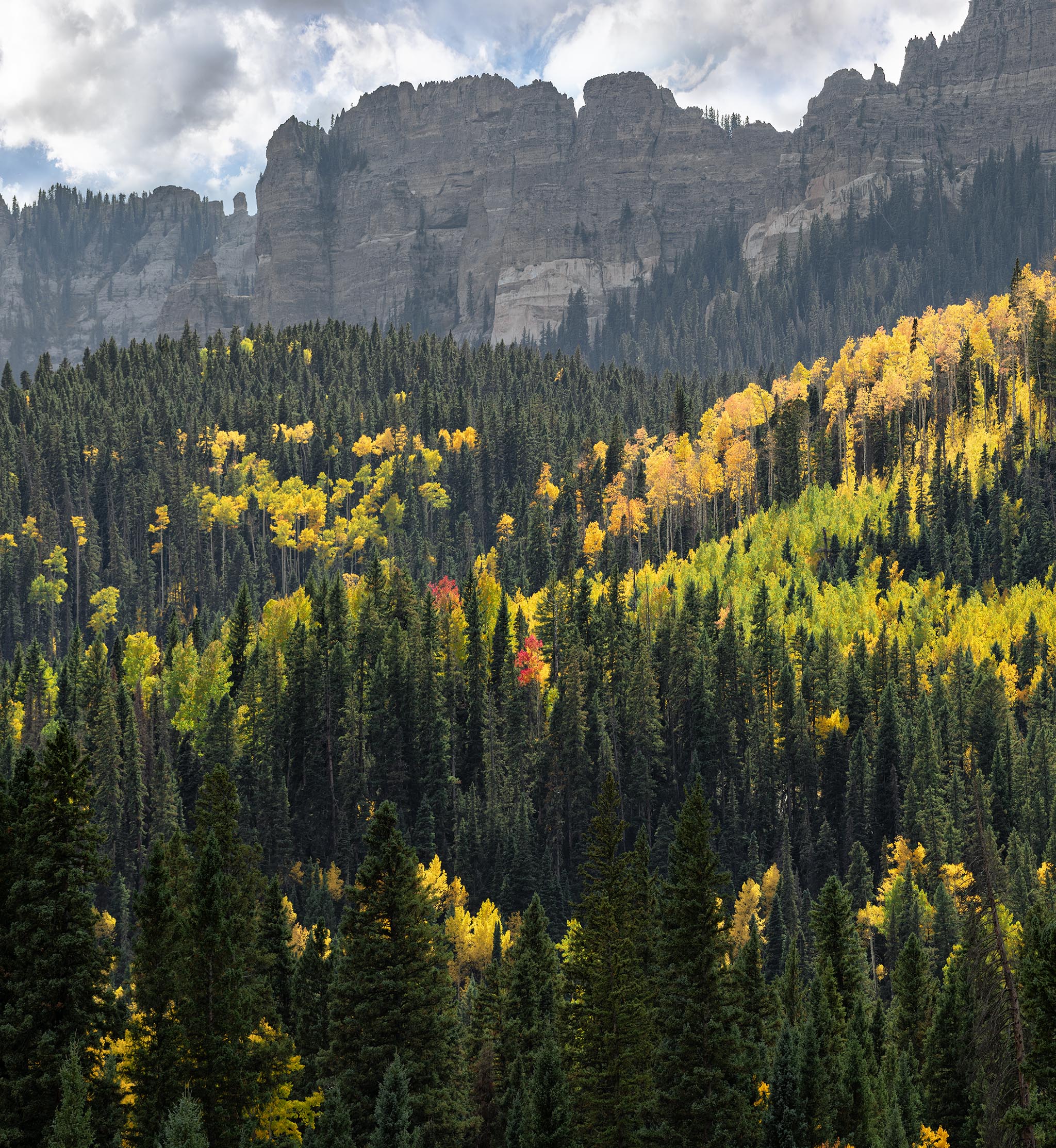 Red aspens among gold and green aspens