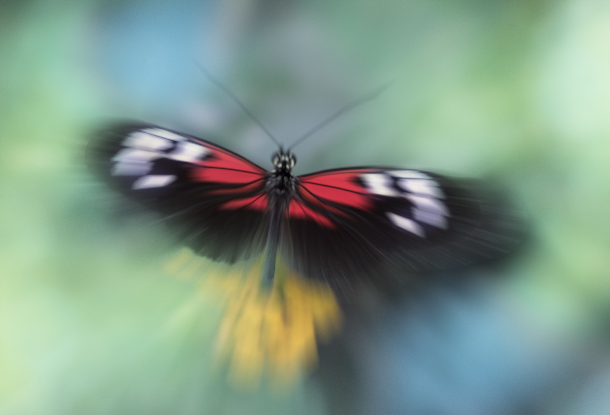 Abstract butterfly