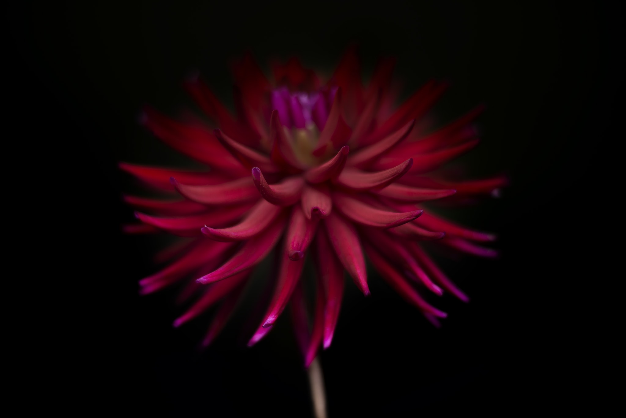 Red Dahlia Artwork