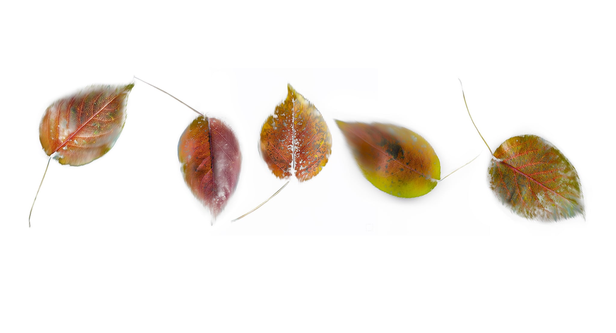 Leaf Artwork with White Background