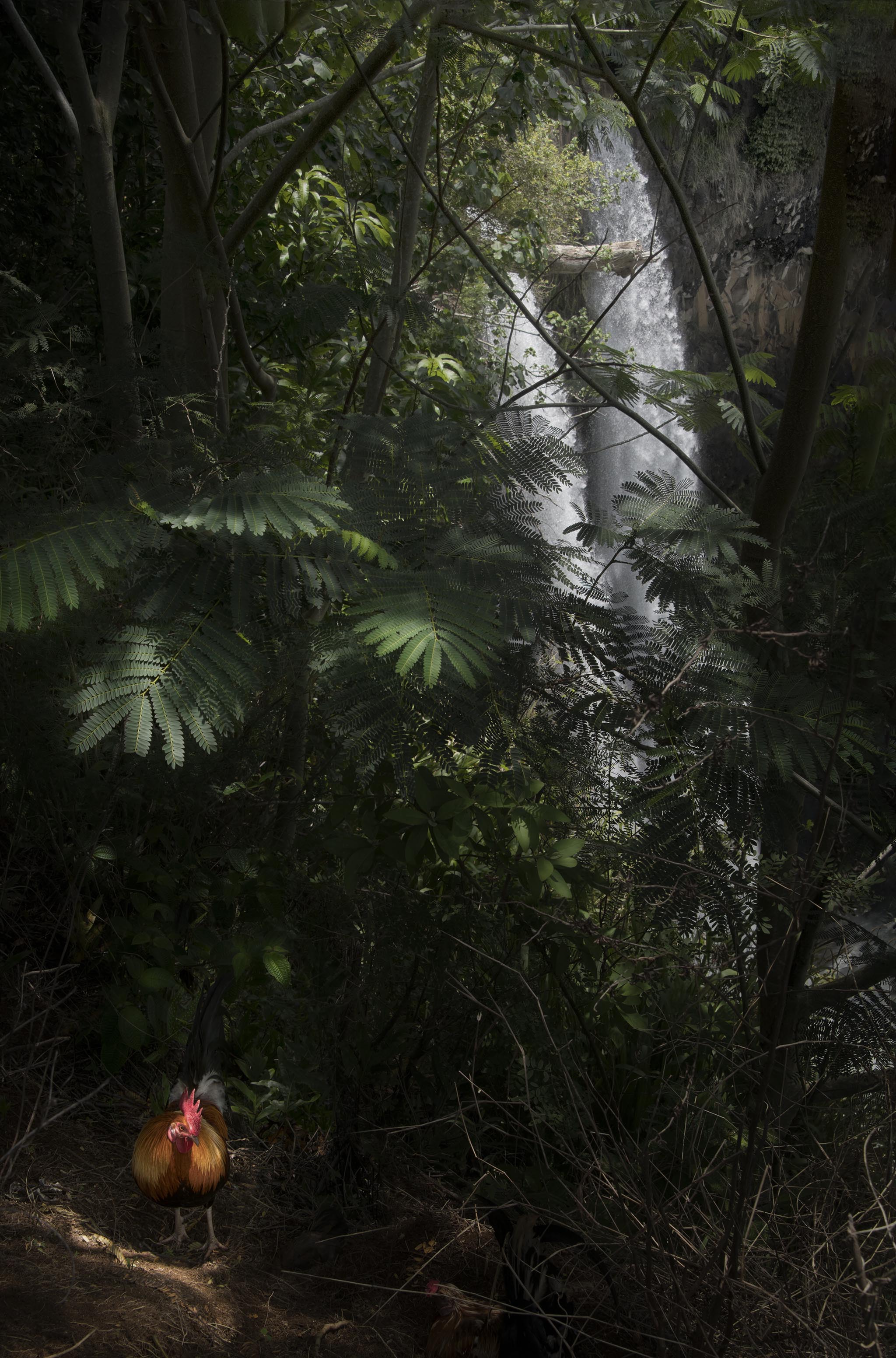 Chicken in front of Wailua Falls in Kauai