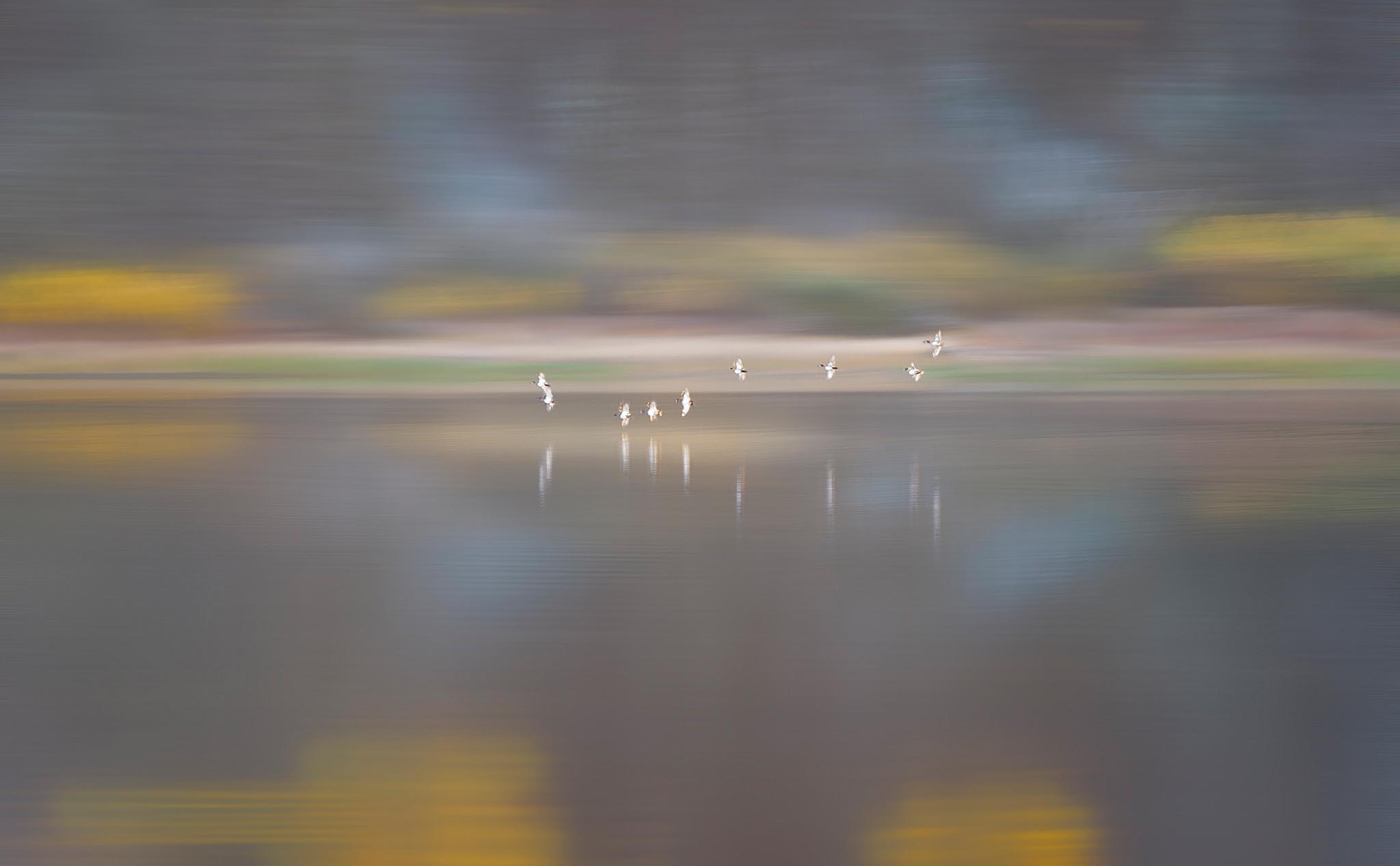 Abstract Geese Flying