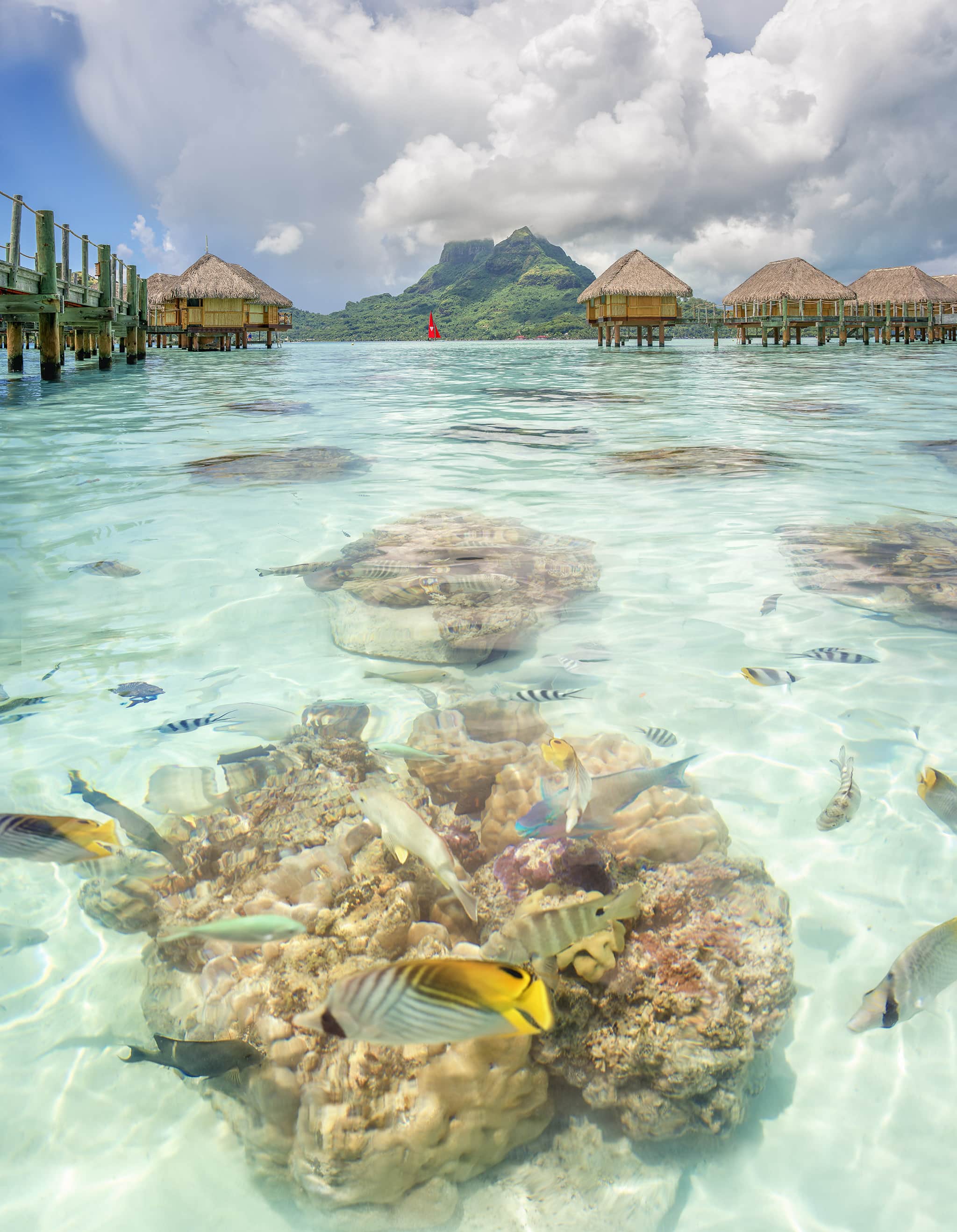 Fish Swimming Near Mt. Otemanu Bora Bora