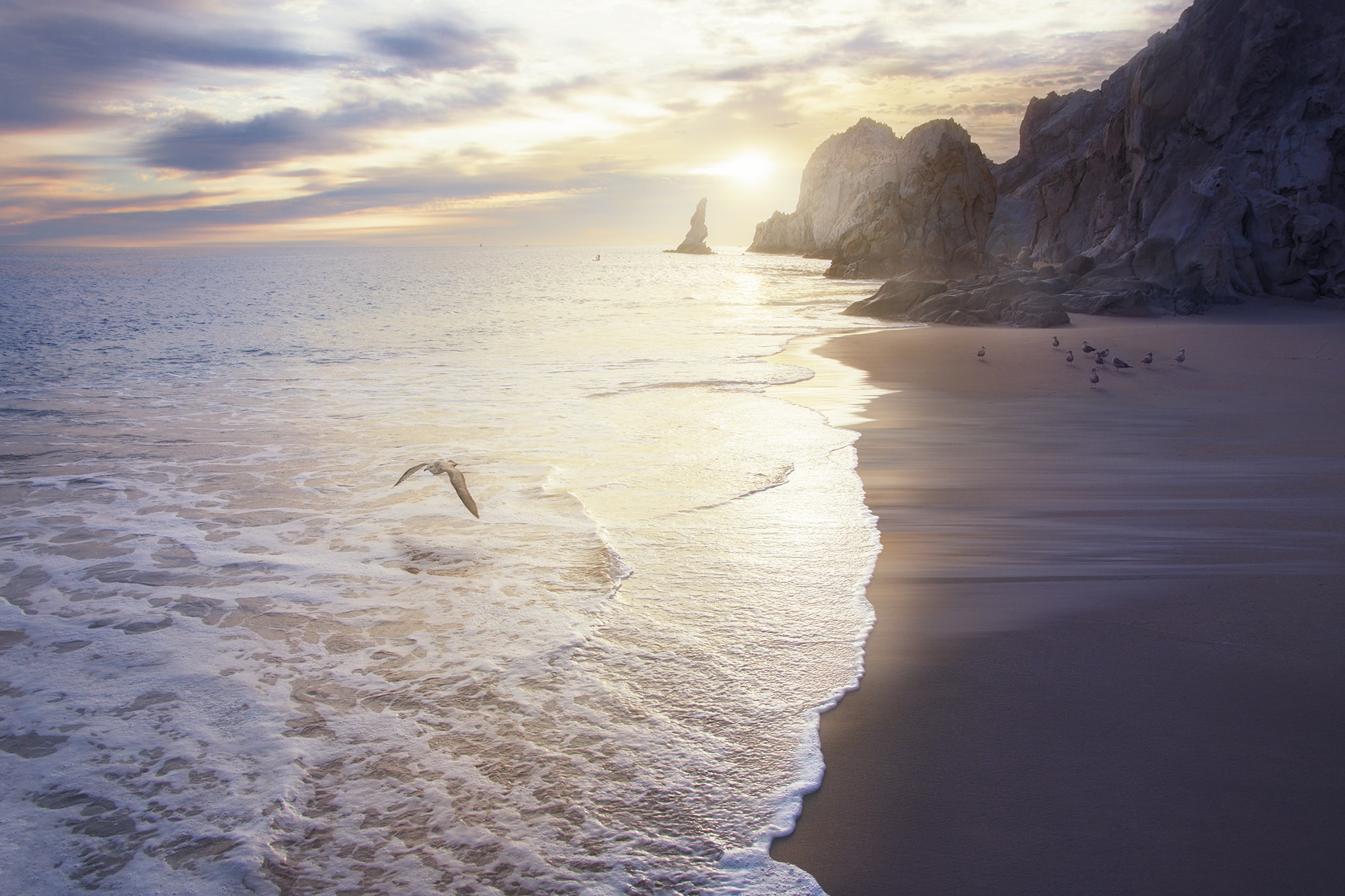 Seagull flies at Sunrise in Cabo