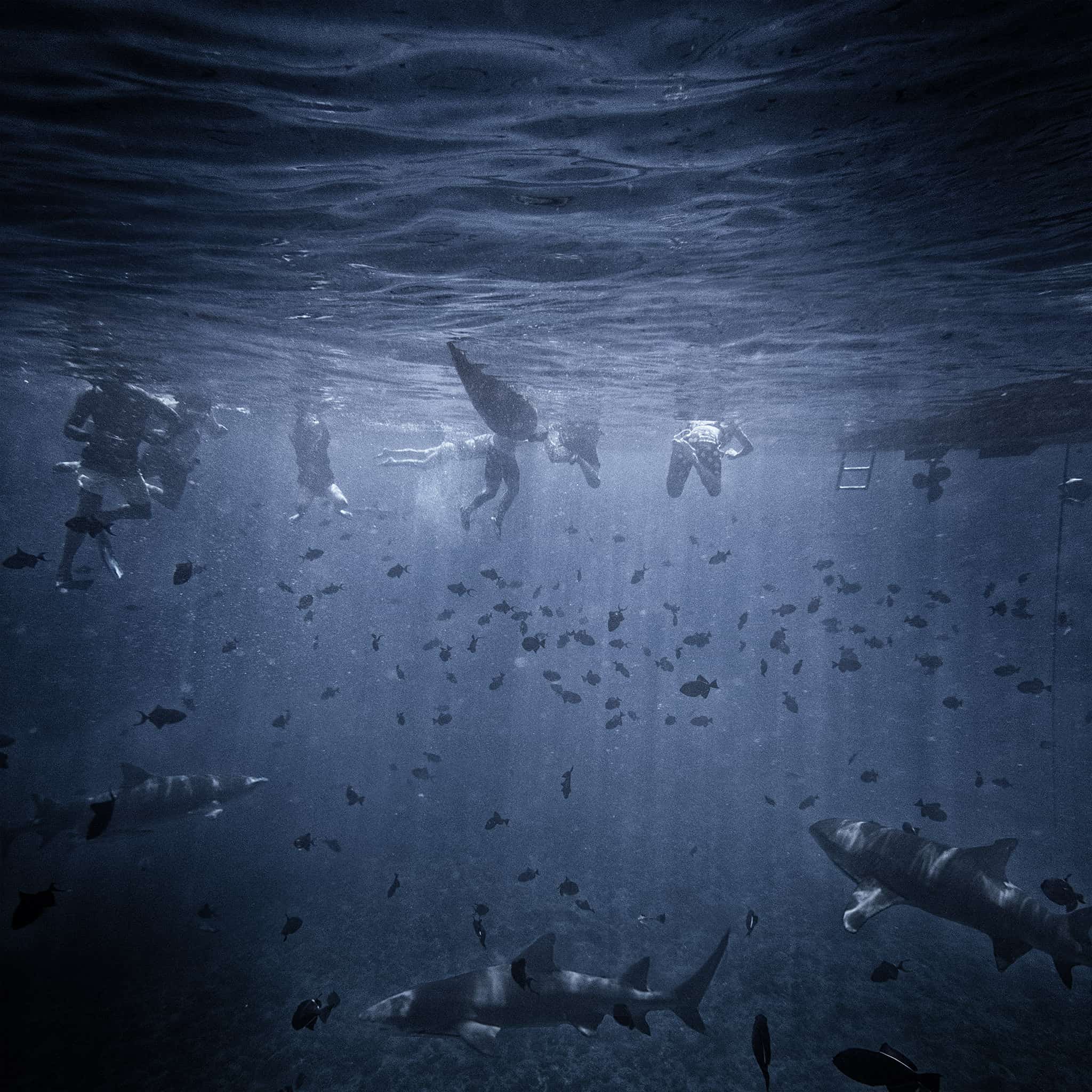 People Swimming with Sharks