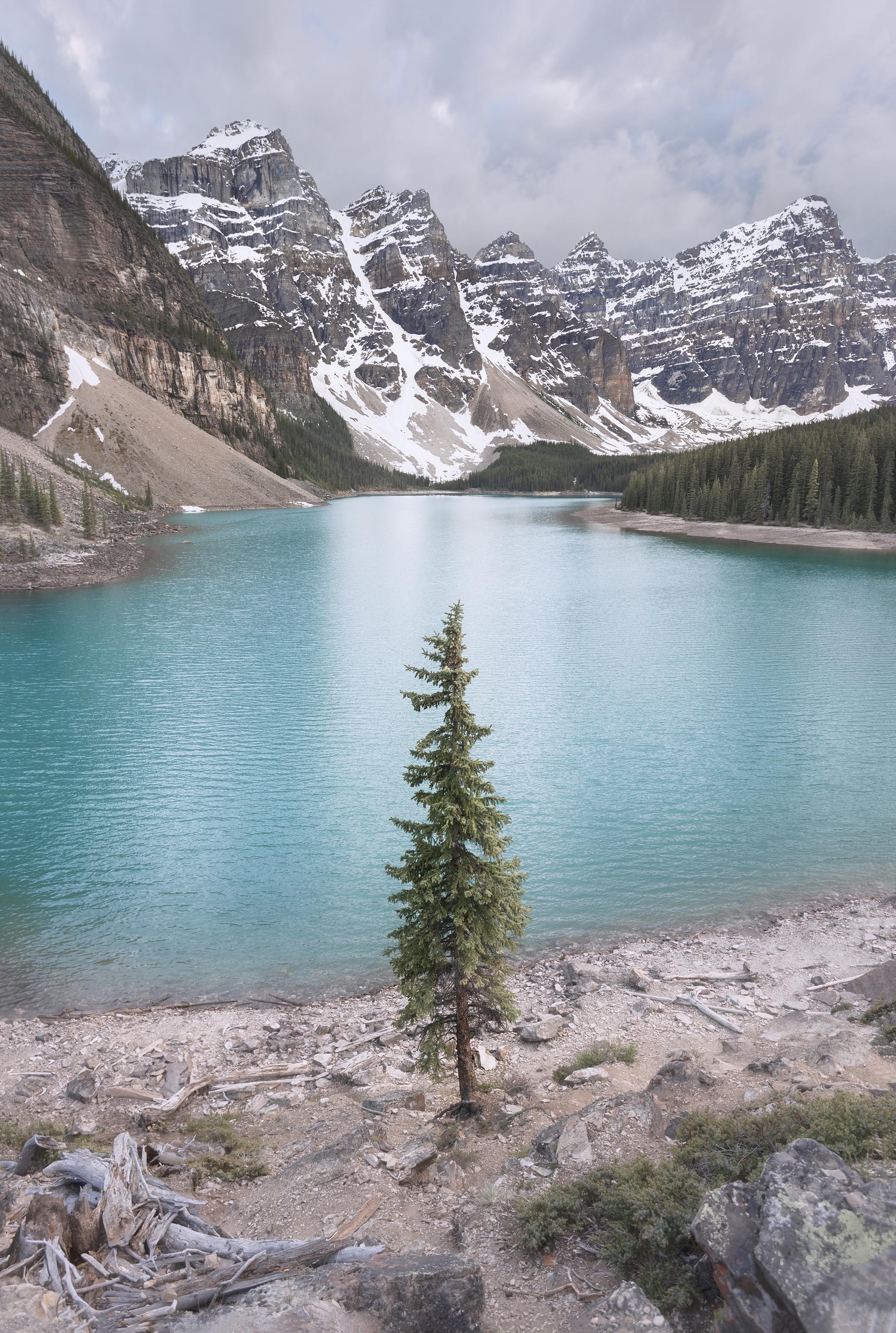Single Tree at Morraine Lake