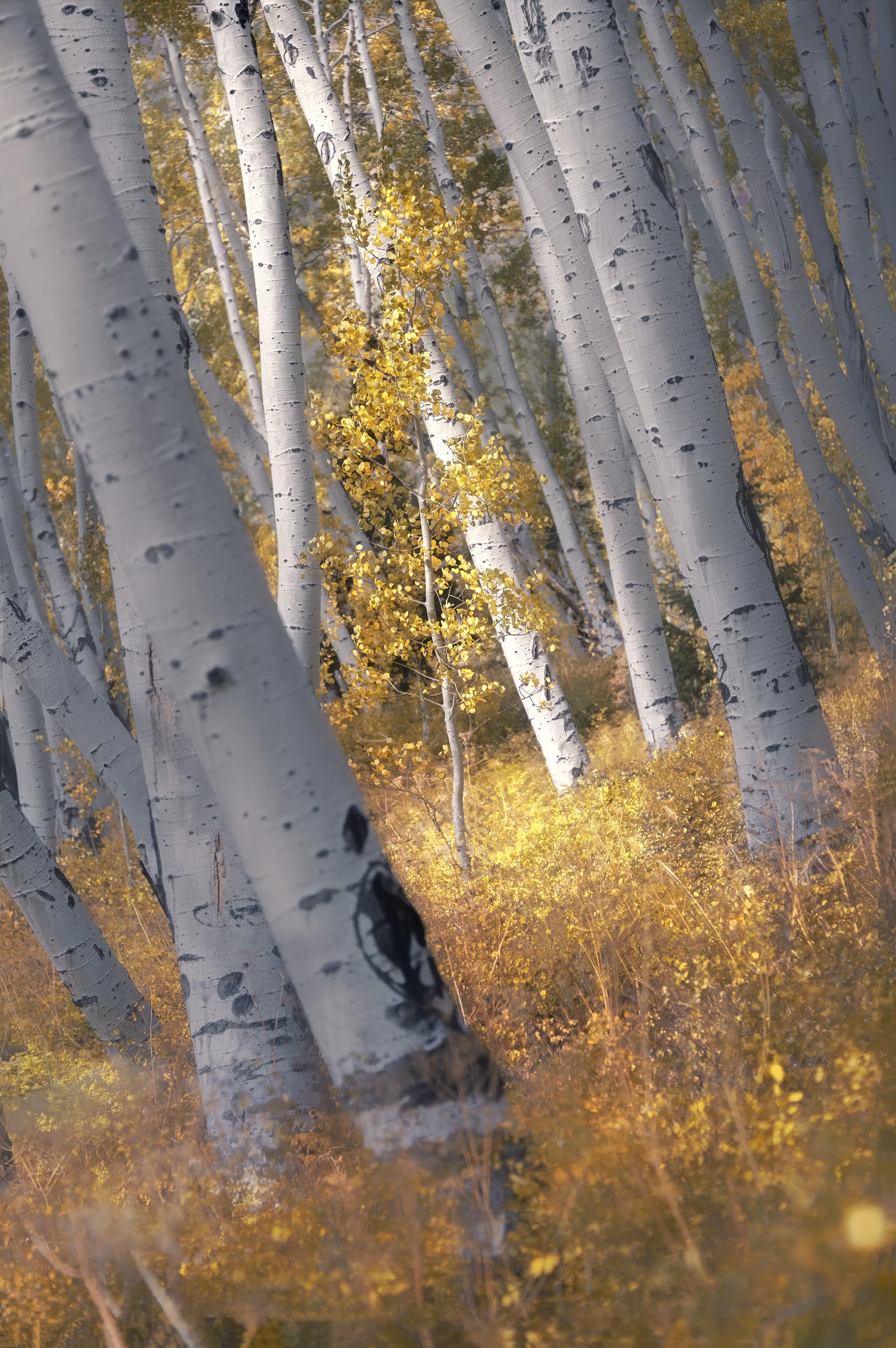 Small golden aspen among slanted aspens