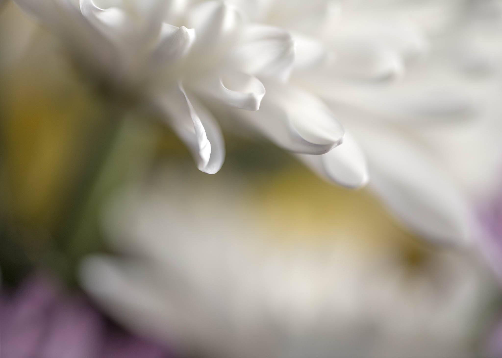 Soft white flower petals picture